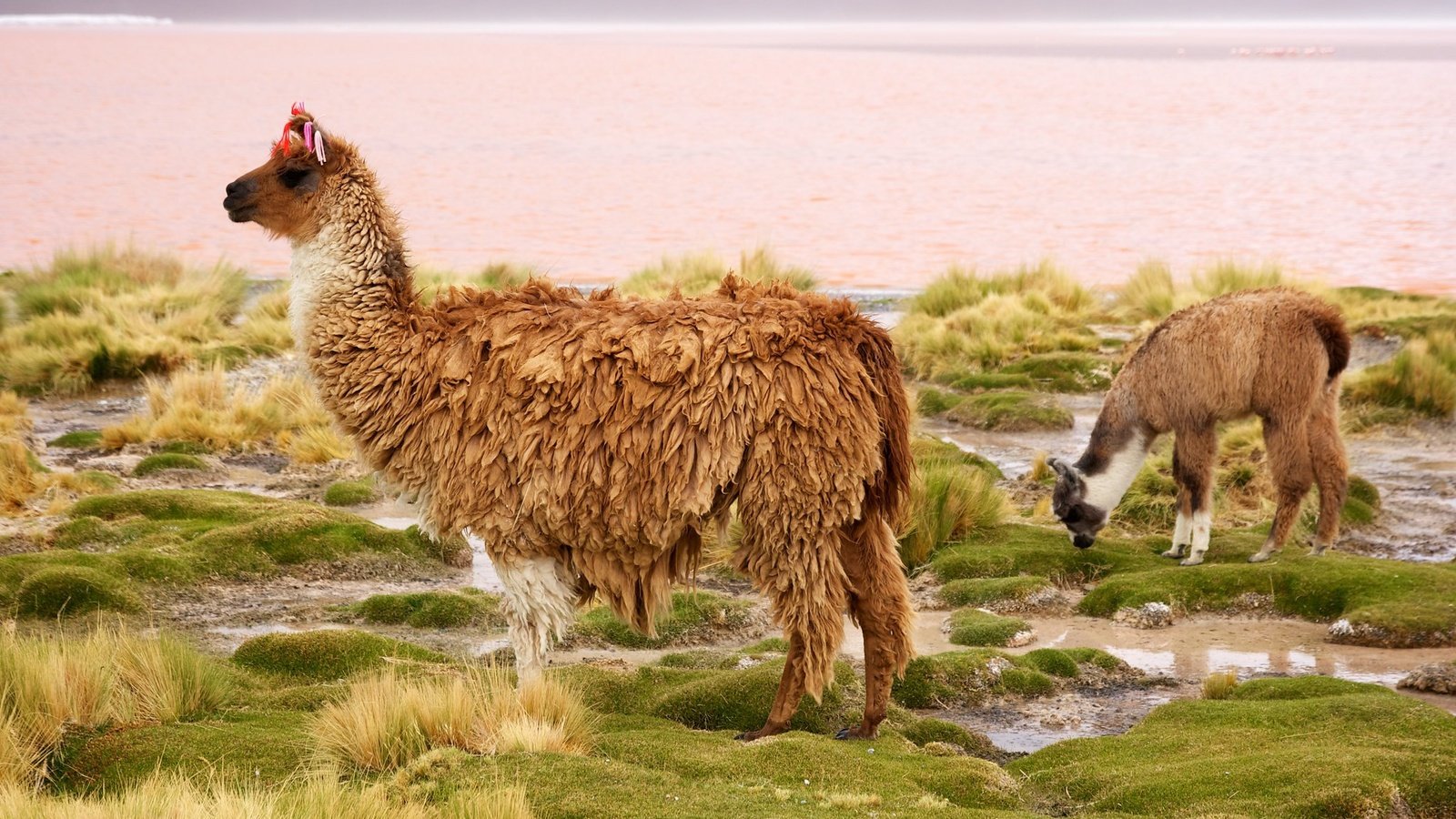 Обои чили, лама, млекопитающее, chile, lama, mammal разрешение 2048x1365 Загрузить
