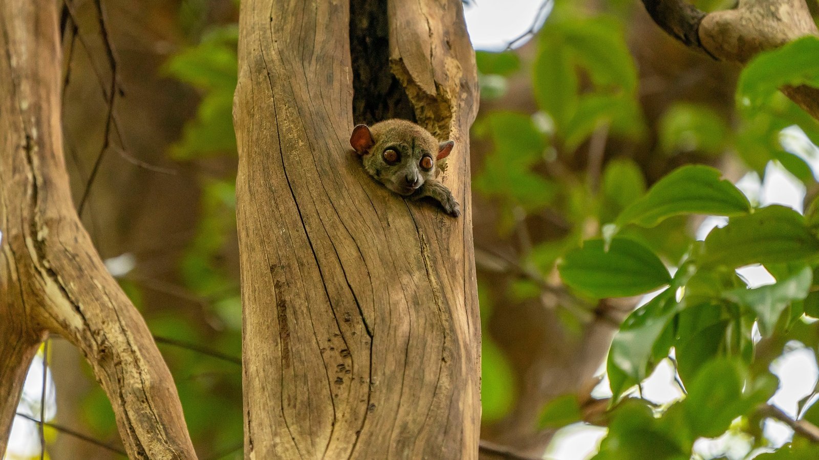 Обои дерево, листва, взгляд, малыш, зверек, лемур, детеныш, tree, foliage, look, baby, animal, lemur, cub разрешение 2560x1706 Загрузить