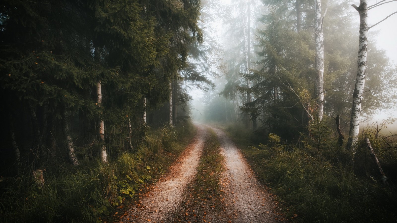 Обои дорога, лес, туман, осень, road, forest, fog, autumn разрешение 3840x2160 Загрузить