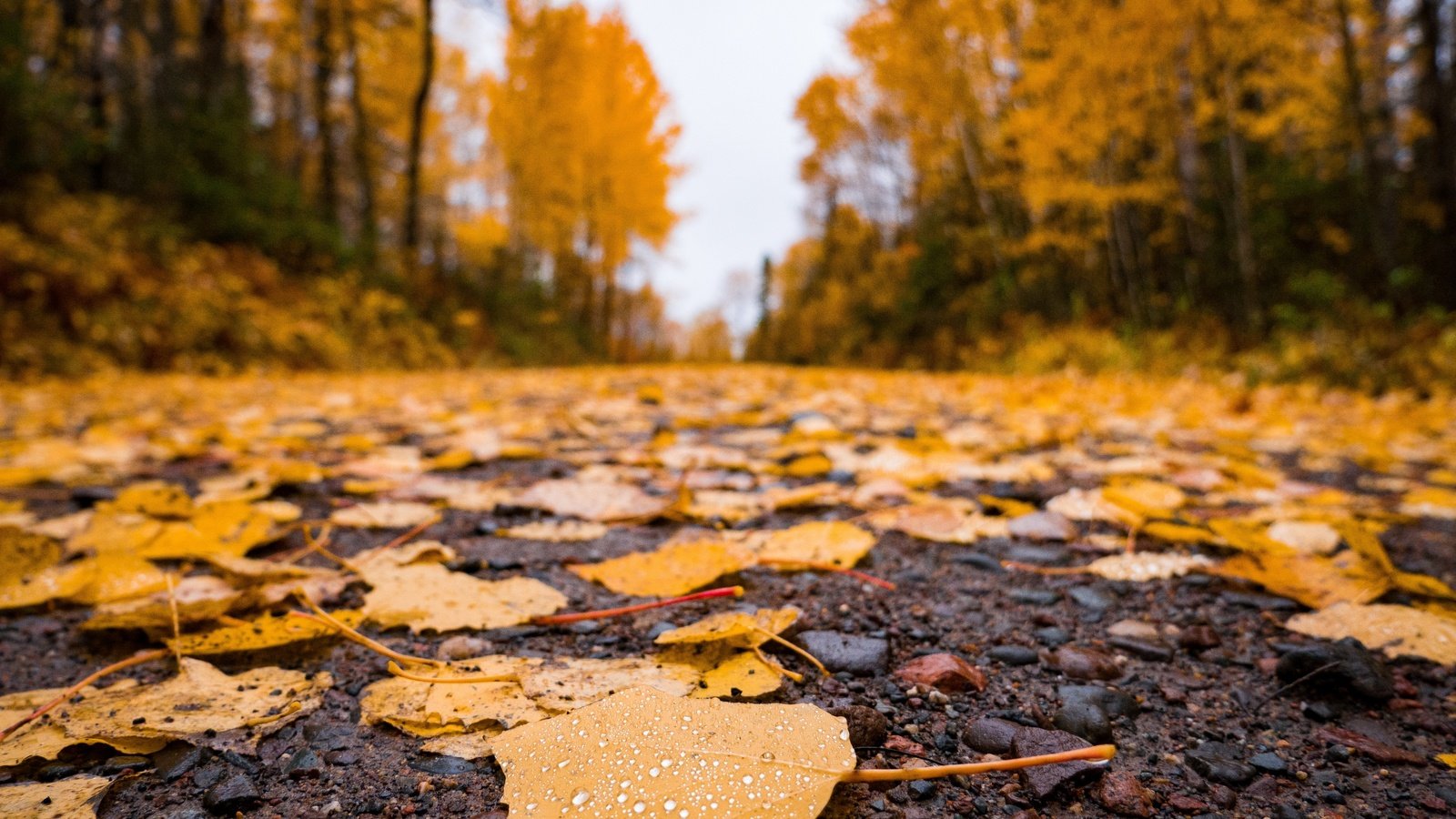 Обои дорога, природа, листья, осень, асфальт, время года, road, nature, leaves, autumn, asphalt, time of the year разрешение 4592x3448 Загрузить