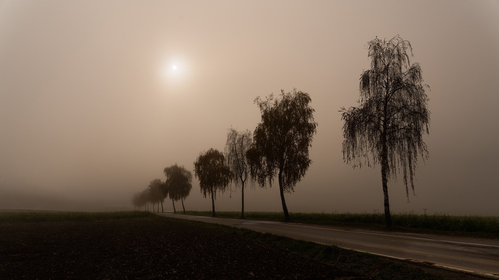 Обои дорога, утро, туман, березы, силуэты, road, morning, fog, birch, silhouettes разрешение 3840x2160 Загрузить