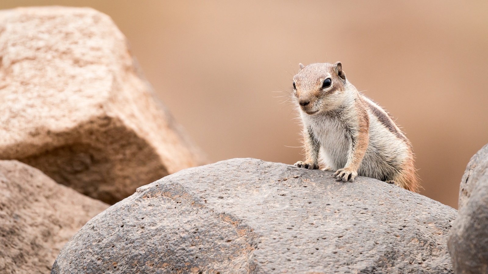 Обои камни, фон, поза, взгляд, суслик, золотистый суслик, stones, background, pose, look, gopher разрешение 3598x2399 Загрузить