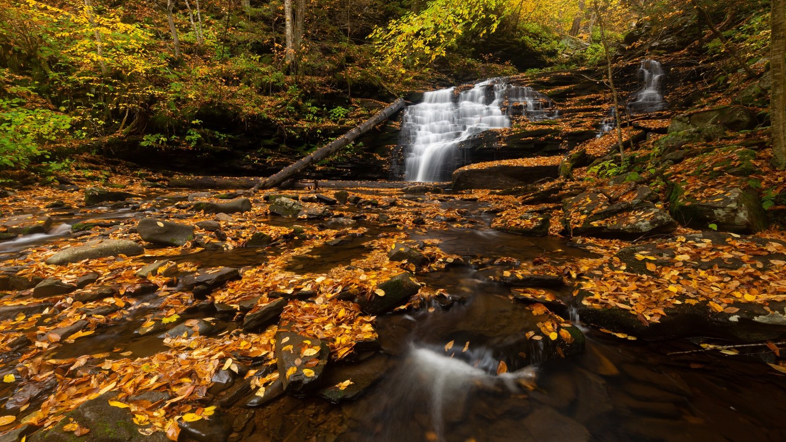 Обои лес, листва, водопад, forest, foliage, waterfall разрешение 5760x3840 Загрузить