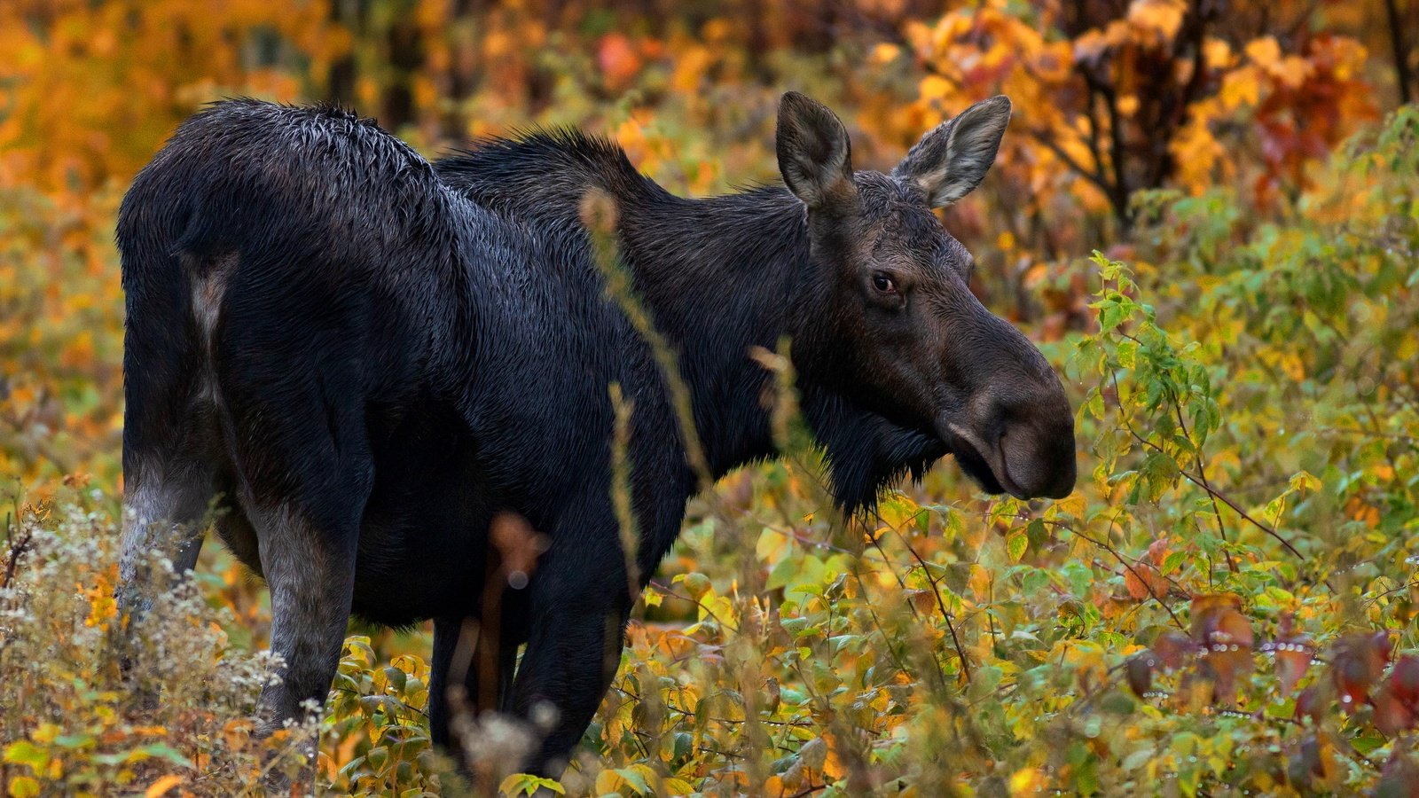 Обои лес, взгляд, осень, лось, forest, look, autumn, moose разрешение 3000x2000 Загрузить