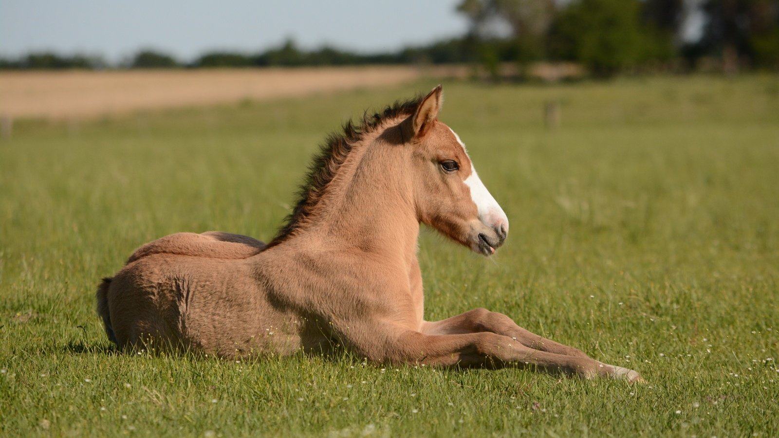 Обои лошадь, поле, конь, жеребенок, horse, field, foal разрешение 6000x4000 Загрузить