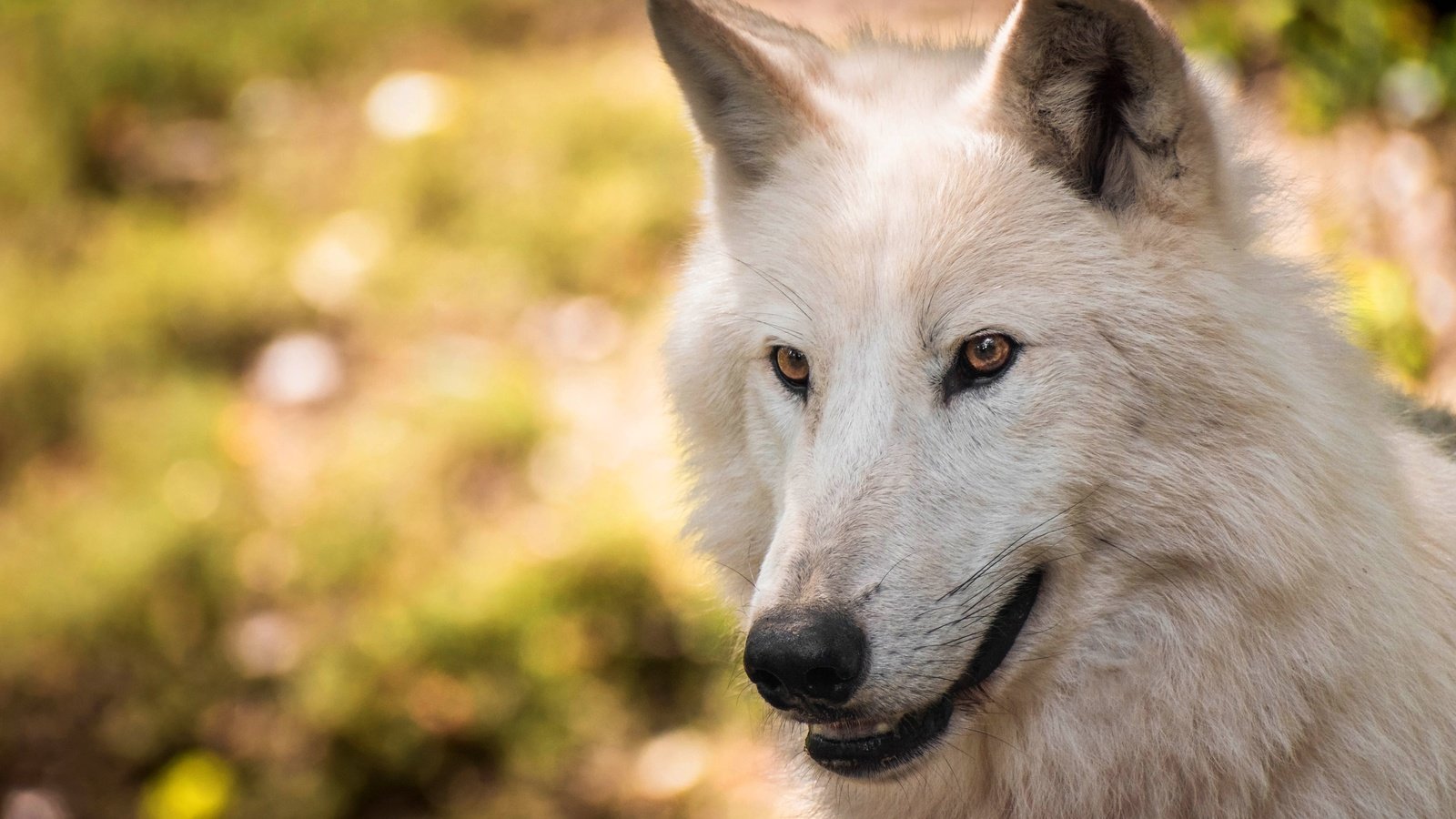 Обои морда, портрет, взгляд, белый, волк, боке, полярный, face, portrait, look, white, wolf, bokeh, polar разрешение 3840x2483 Загрузить