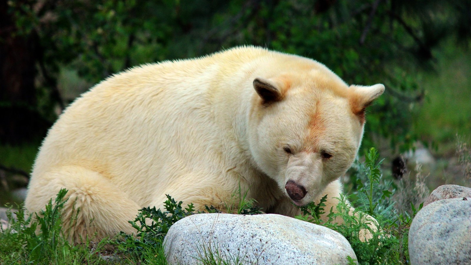 Обои морда, природа, поза, взгляд, медведь, белый, камень, face, nature, pose, look, bear, white, stone разрешение 2560x1707 Загрузить