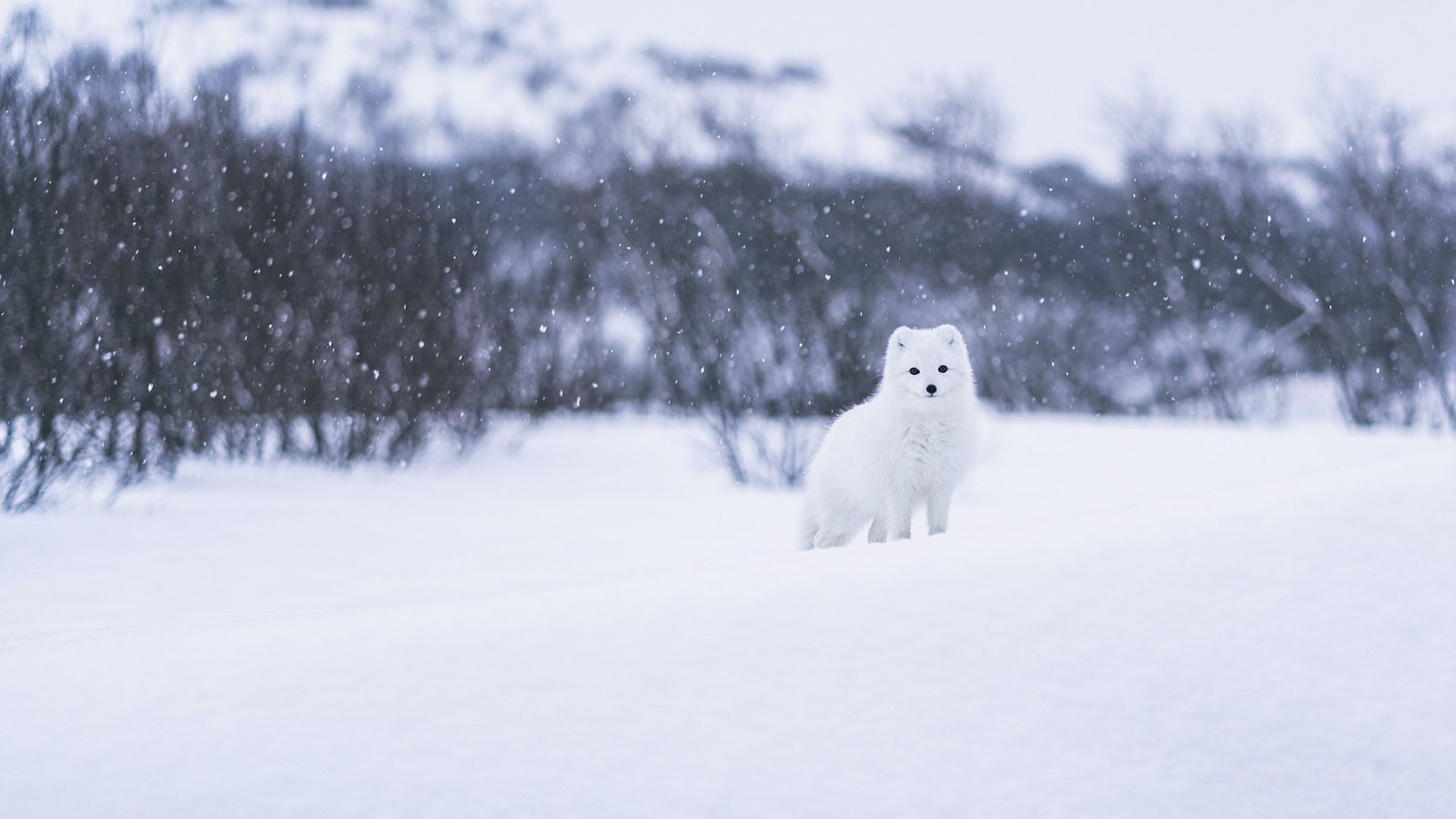 Обои морда, песец, снег, природа, лес, зима, кусты, взгляд, белый, face, fox, snow, nature, forest, winter, the bushes, look, white разрешение 2560x1440 Загрузить