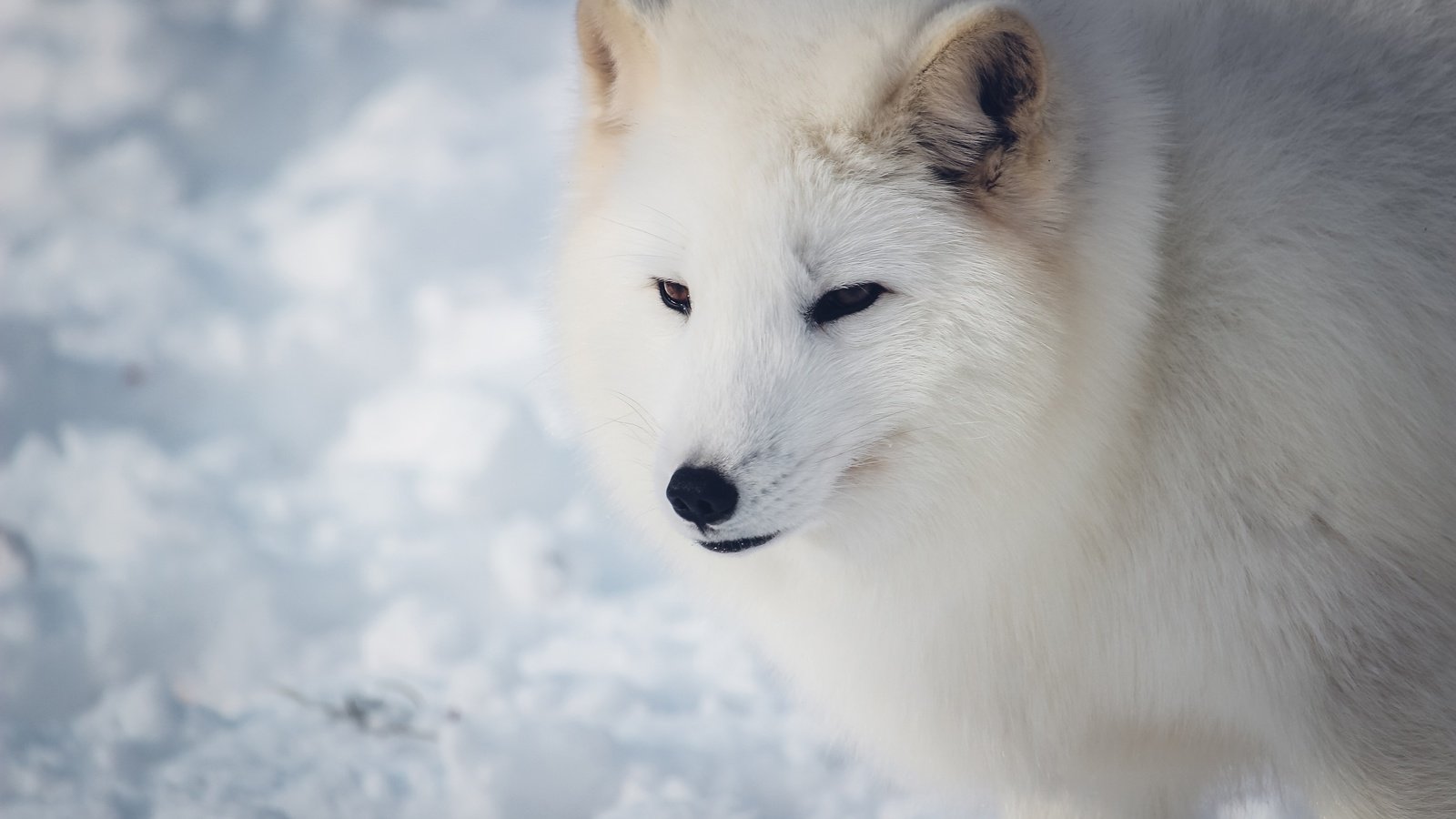 Обои морда, снег, зима, взгляд, белый, песец, face, snow, winter, look, white, fox разрешение 3840x2560 Загрузить