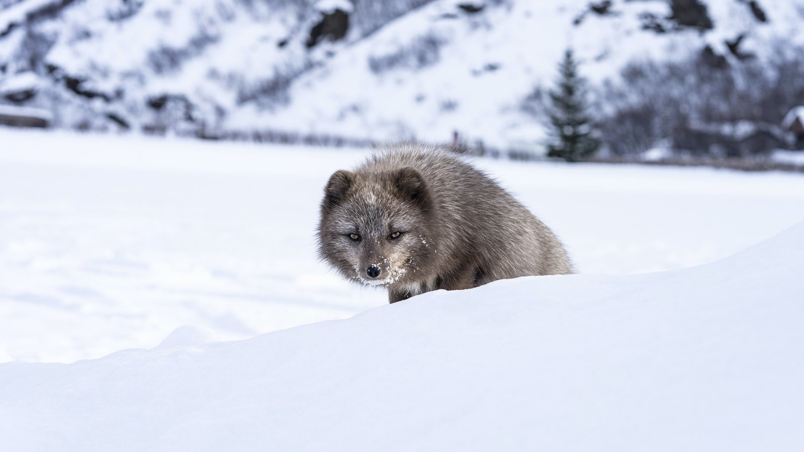 Обои морда, снег, зима, взгляд, песец, выглядывает, face, snow, winter, look, fox, peeps разрешение 5627x3751 Загрузить