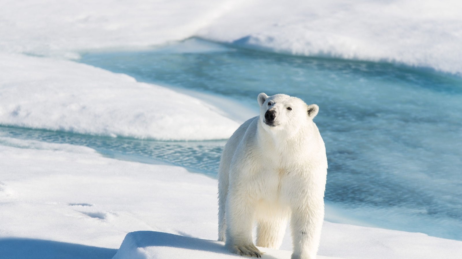 Обои белый медведь, свет, снег, берег, зима, взгляд, медведь, лёд, тени, polar bear, light, snow, shore, winter, look, bear, ice, shadows разрешение 2000x1335 Загрузить