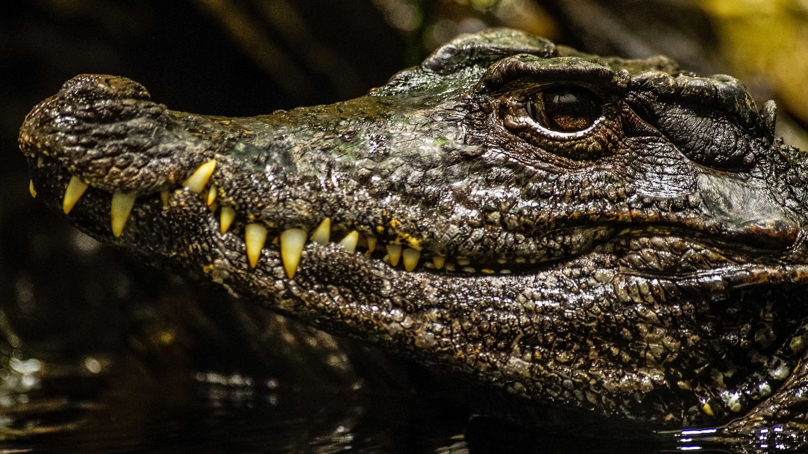 Обои морда, взгляд, крокодил, face, look, crocodile разрешение 2560x1705 Загрузить