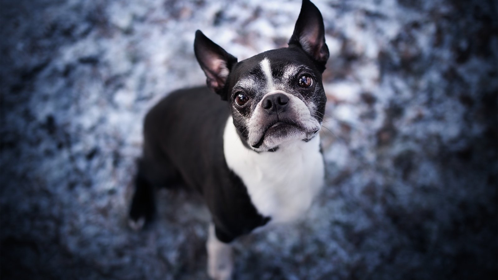 Обои морда, взгляд, собака, бостон-терьер, face, look, dog, boston terrier разрешение 2048x1365 Загрузить