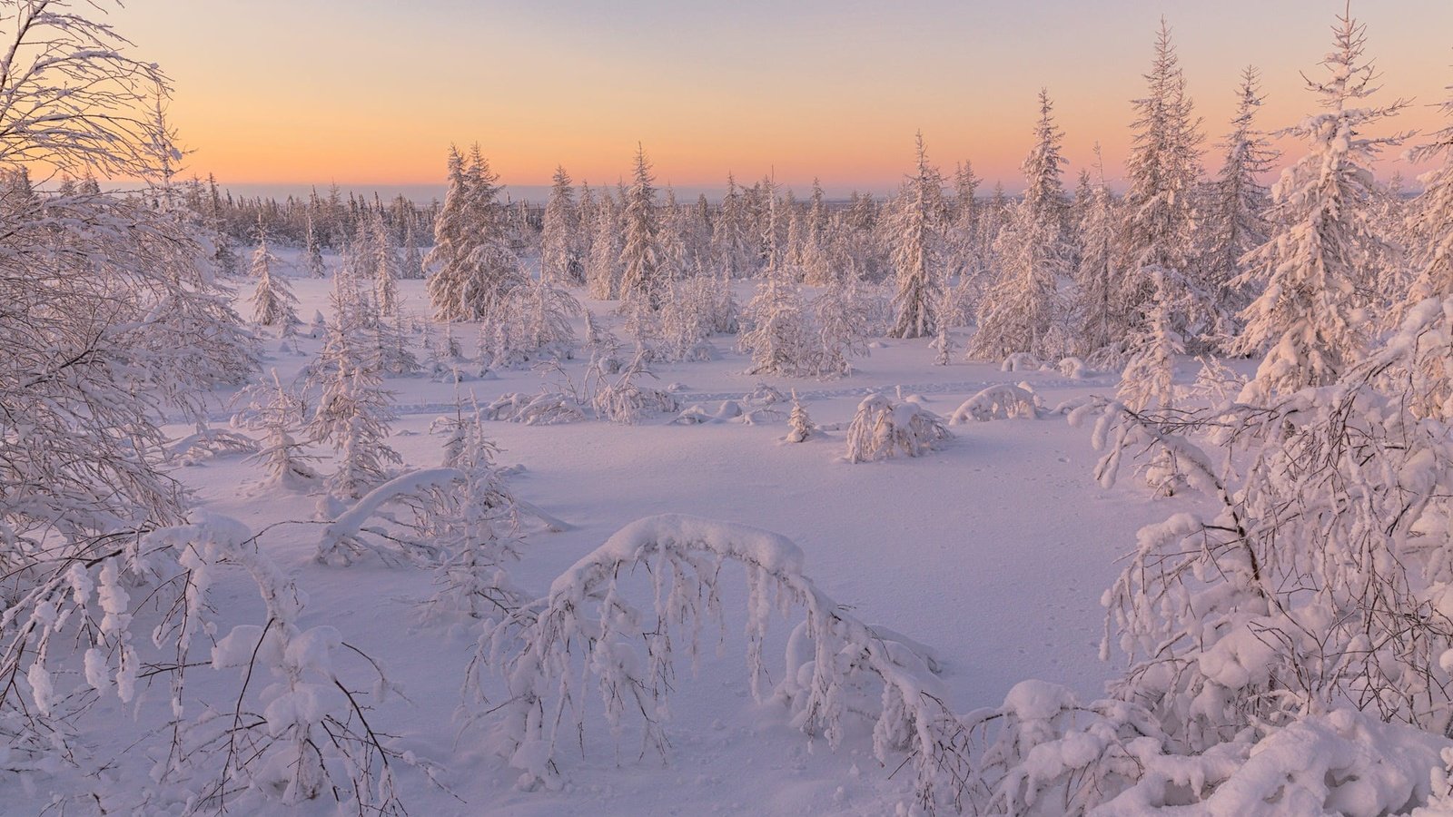 Обои небо, иней, деревья, ели, снег, природа, лес, зима, пейзаж, рассвет, the sky, frost, trees, ate, snow, nature, forest, winter, landscape, dawn разрешение 2000x1334 Загрузить