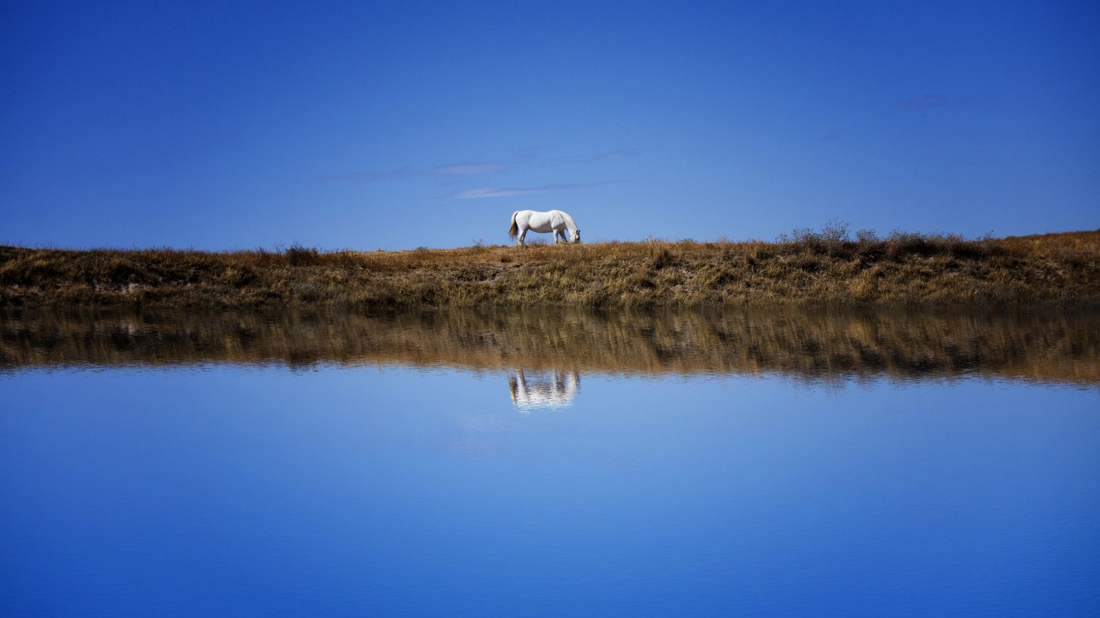 Обои небо, лошадь, берег, отражение, водоем, конь, синева, the sky, horse, shore, reflection, pond, blue разрешение 6000x3766 Загрузить