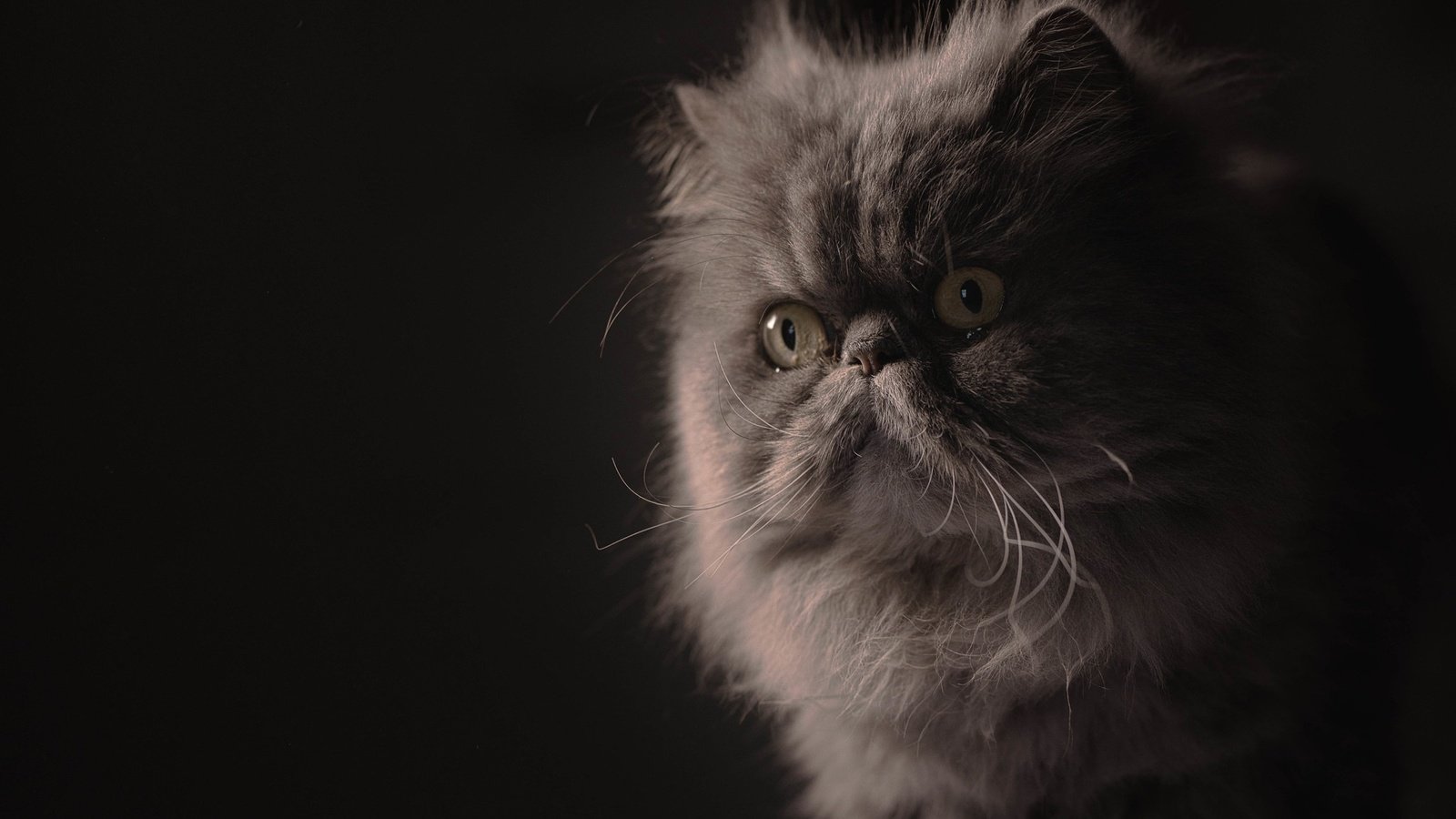 Обои портрет, мордочка, взгляд, пушистая, персидская кошка, portrait, muzzle, look, fluffy, persian cat разрешение 2048x1365 Загрузить