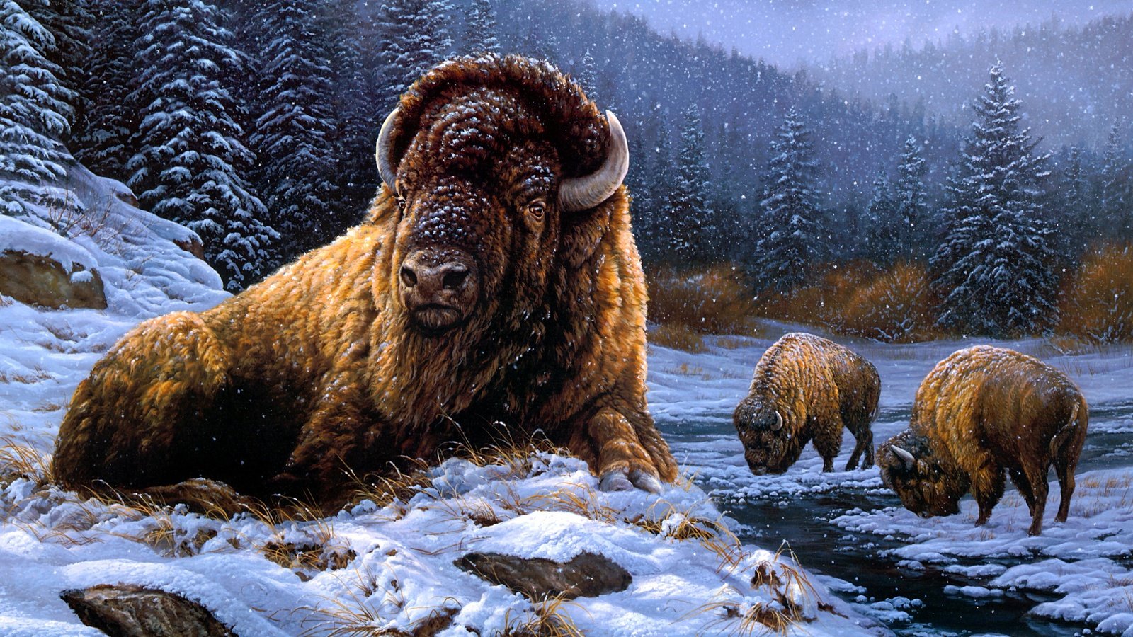 Обои снег, зима, бизоны, бизон, snow, winter, buffalo разрешение 3003x2036 Загрузить