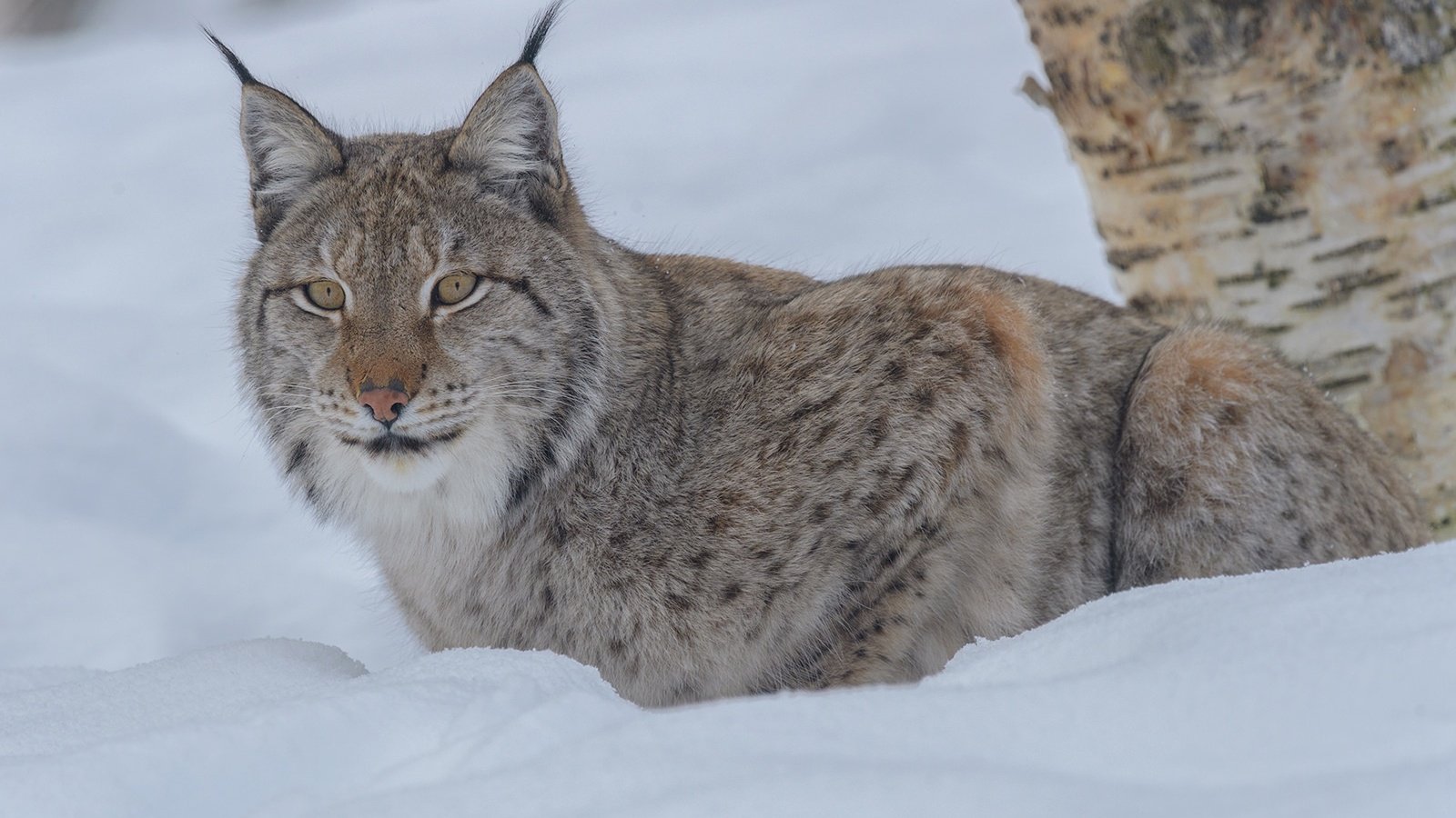 Обои снег, зима, рысь, взгляд, дикая кошка, snow, winter, lynx, look, wild cat разрешение 1920x1280 Загрузить