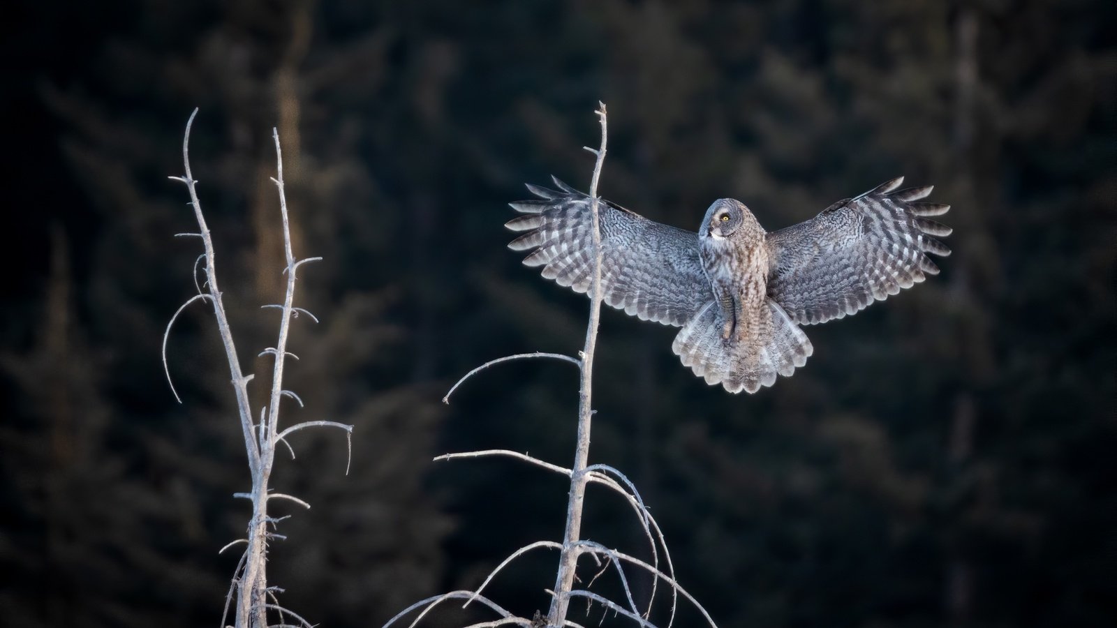 Обои сова, лес, полет, ветки, птица, темный фон, неясыть, owl, forest, flight, branches, bird, the dark background разрешение 2400x1600 Загрузить