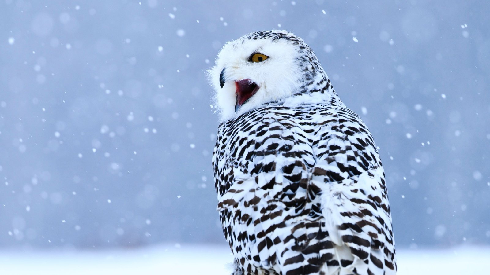 Обои сова, снегопад, снег, полярная сова, зима, пёстрая, взгляд, птица, клюв, голубой фон, крик, owl, snowfall, snow, snowy owl, winter, motley, look, bird, beak, blue background, creek разрешение 4876x3641 Загрузить