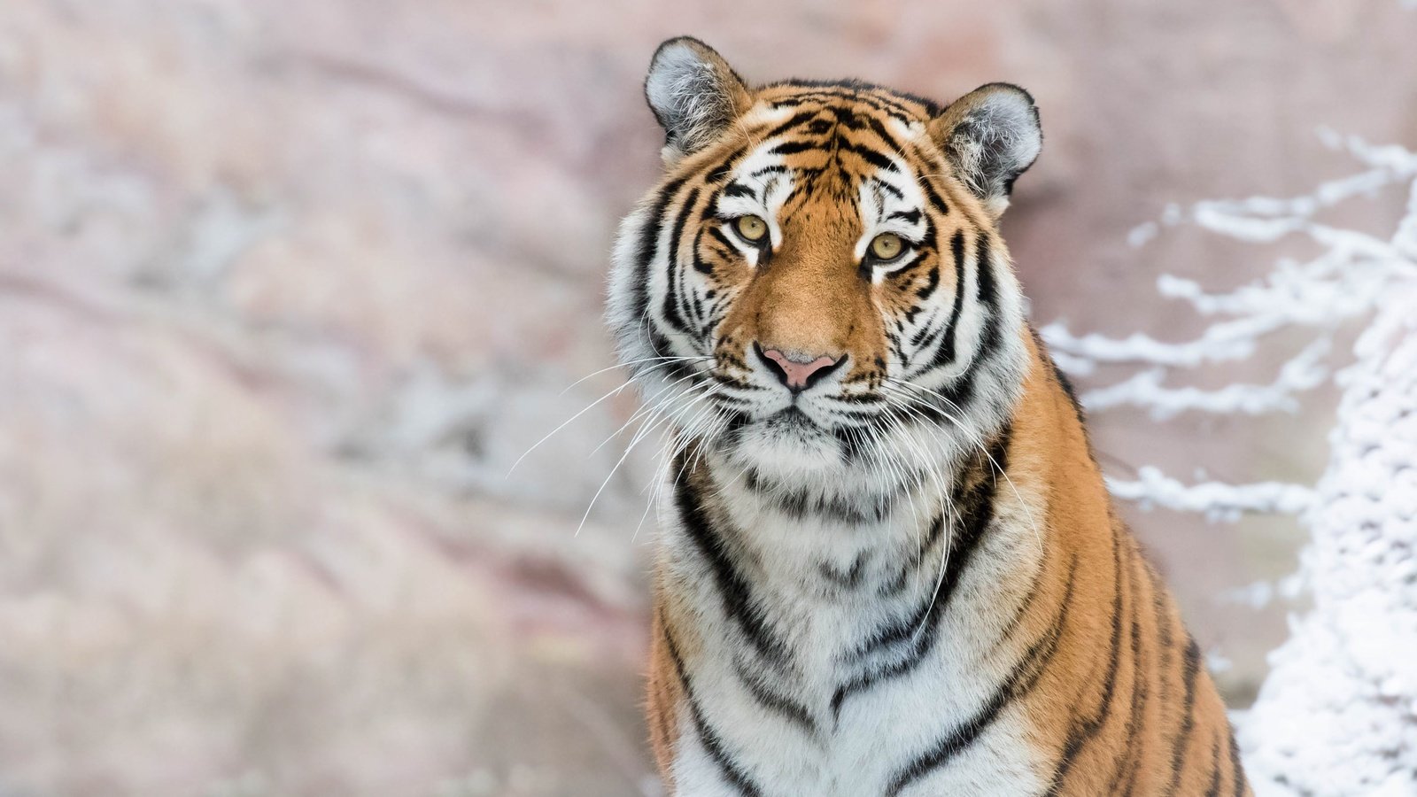 Обои тигр, морда, снег, фон, портрет, ветки, взгляд, боке, tiger, face, snow, background, portrait, branches, look, bokeh разрешение 2372x1334 Загрузить