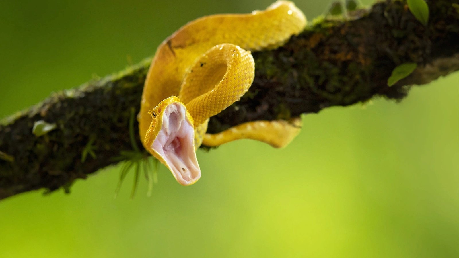 Обои ветка, природа, змея, пасть, branch, nature, snake, mouth разрешение 2000x1334 Загрузить