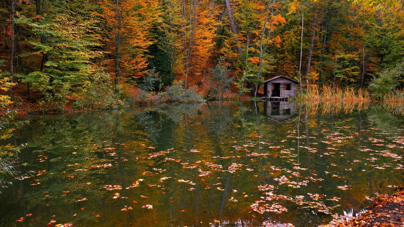 Обои вода, река, природа, лес, листья, осень, water, river, nature, forest, leaves, autumn разрешение 2247x1500 Загрузить