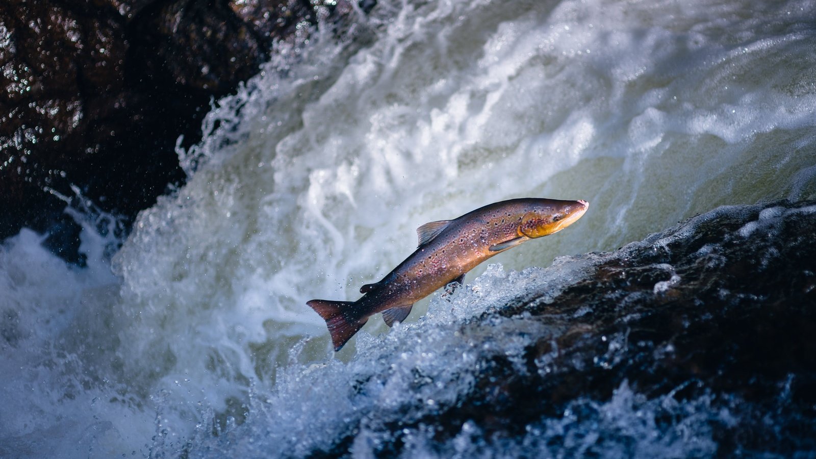 Обои вода, волна, водоем, прыжок, рыба, форель, water, wave, pond, jump, fish, trout разрешение 2048x1365 Загрузить