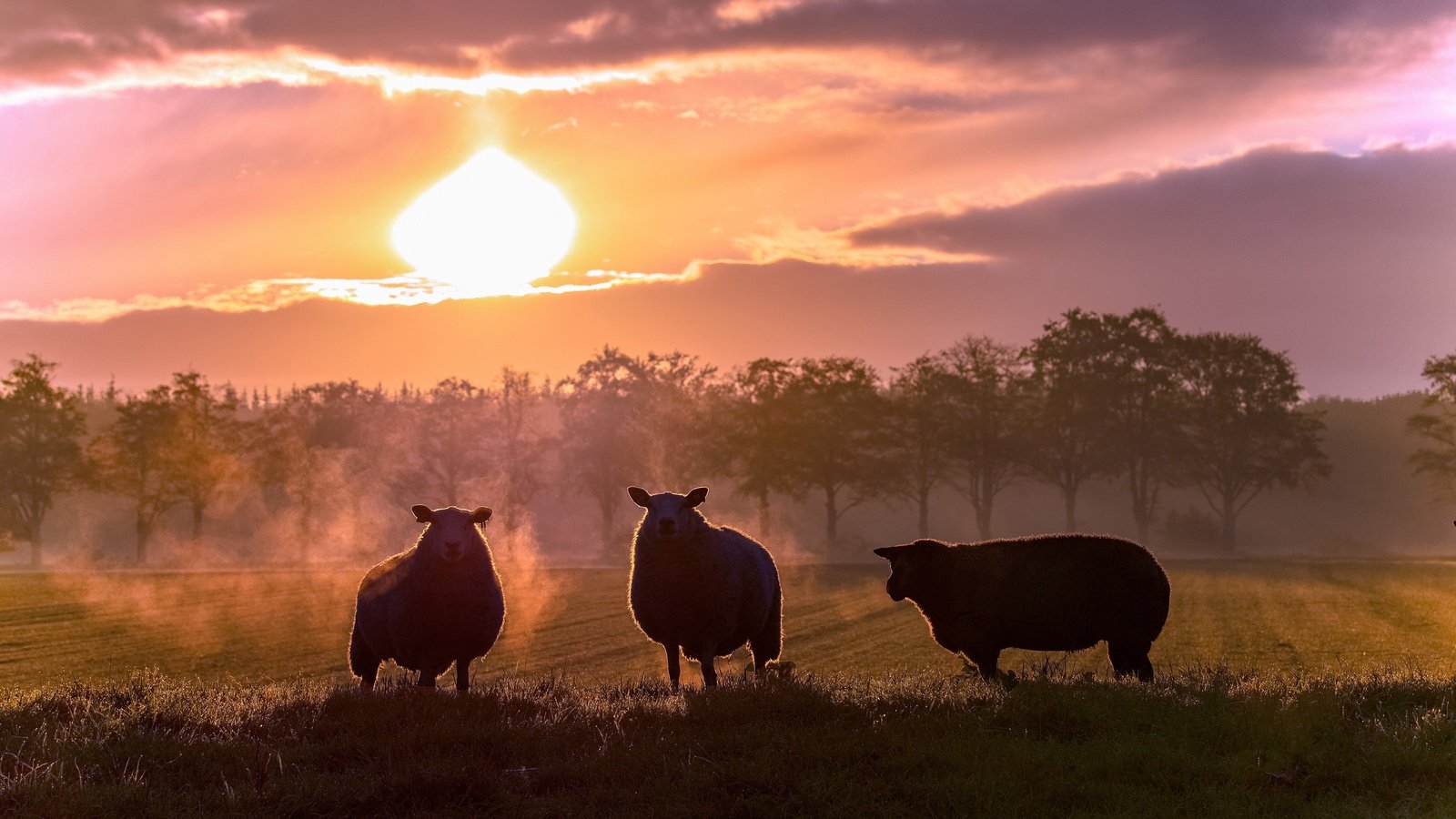 Обои закат, поле, силуэты, пастбище, овцы, овечки, sunset, field, silhouettes, pasture, sheep разрешение 3840x2160 Загрузить