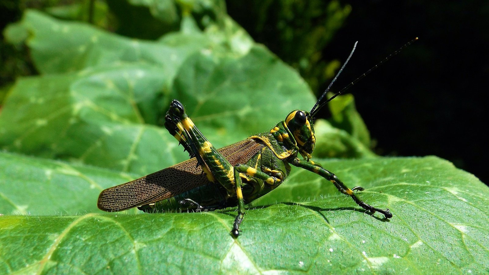 Обои зелёный, макро, лист, кузнечик, green, macro, sheet, grasshopper разрешение 2560x1440 Загрузить