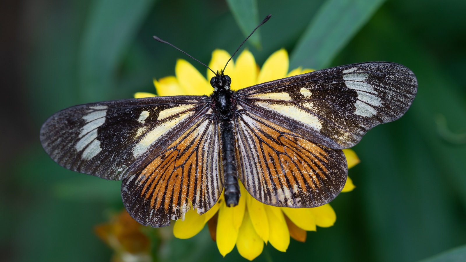 Обои желтый, макро, цветок, бабочка, yellow, macro, flower, butterfly разрешение 5706x3210 Загрузить