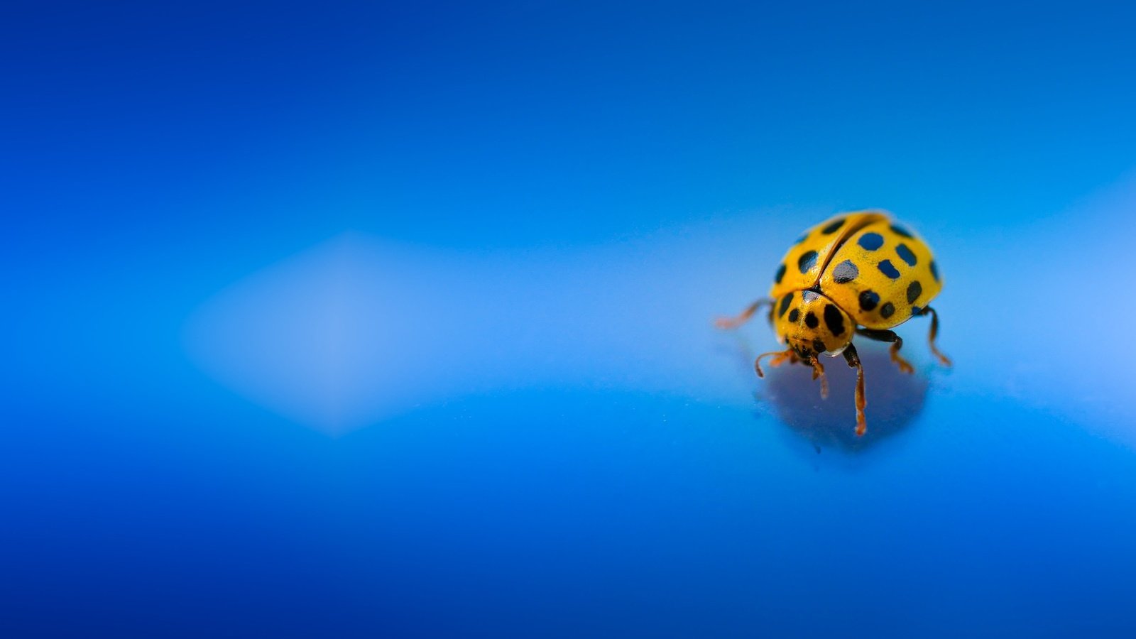 Обои жук, макро, насекомое, божья коровка, голубой фон, beetle, macro, insect, ladybug, blue background разрешение 2048x1365 Загрузить