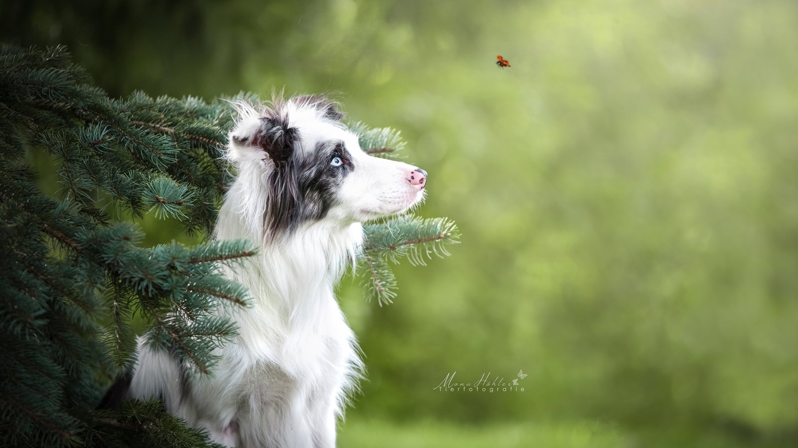 Обои жук, ветки, собака, божья коровка, ель, боке, бордер-колли, beetle, branches, dog, ladybug, spruce, bokeh, the border collie разрешение 4256x2832 Загрузить