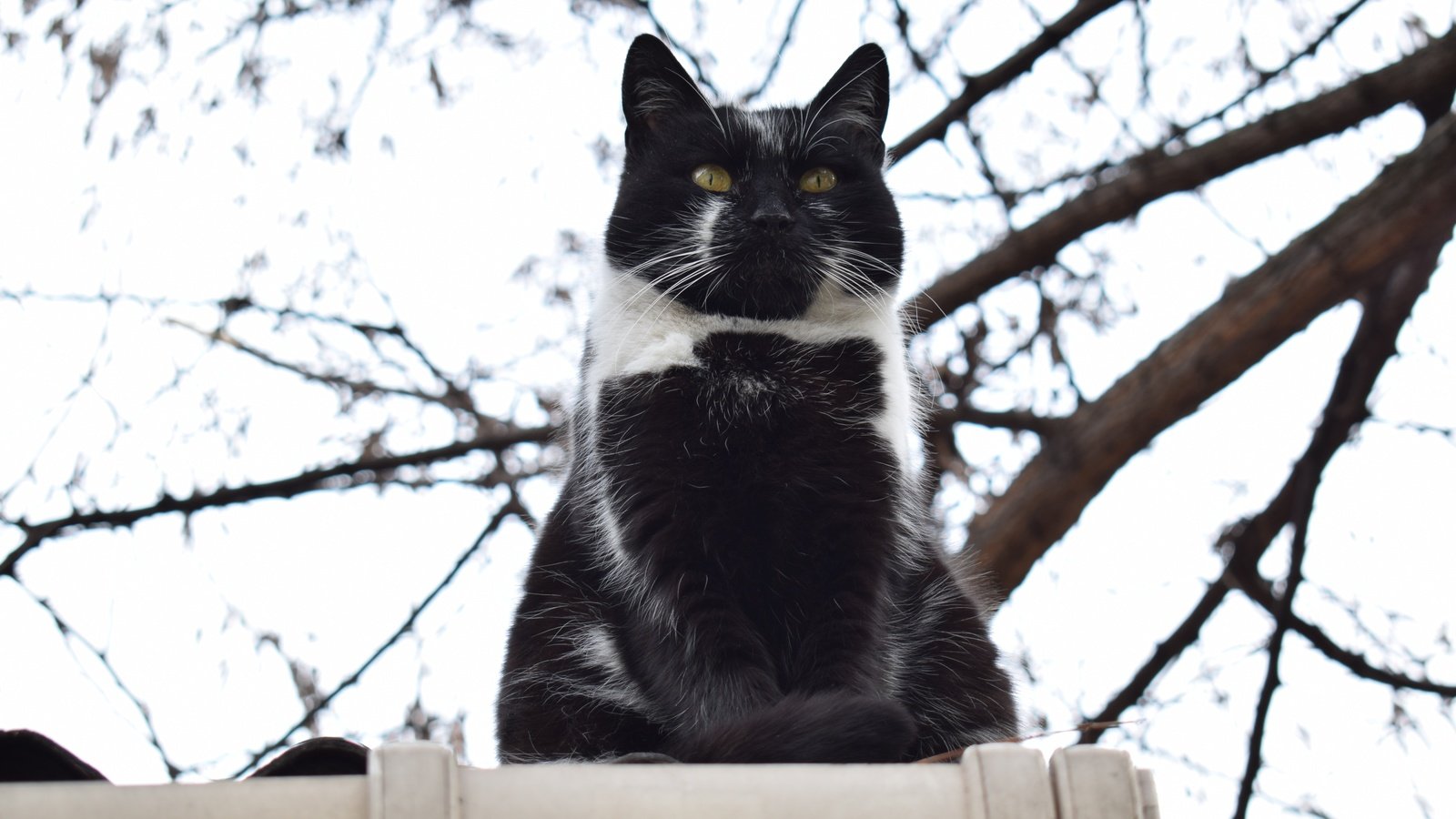 Обои кот, ветки, кошка, взгляд, забор, чёрно-белый, cat, branches, look, the fence, black and white разрешение 6000x4000 Загрузить