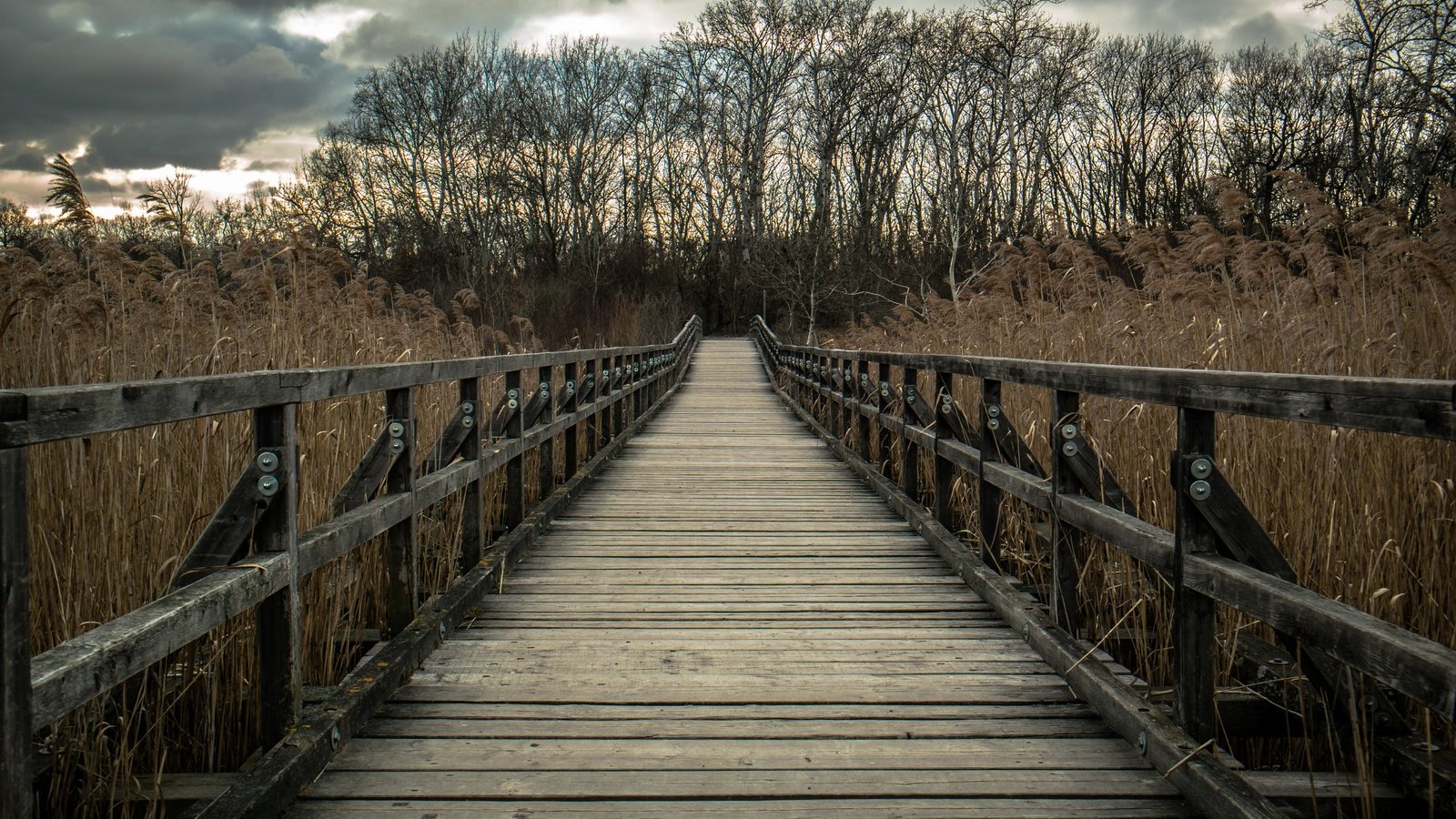 Обои деревья, природа, мост, тростник, деревянный мост, trees, nature, bridge, cane, wooden bridge разрешение 5424x3616 Загрузить