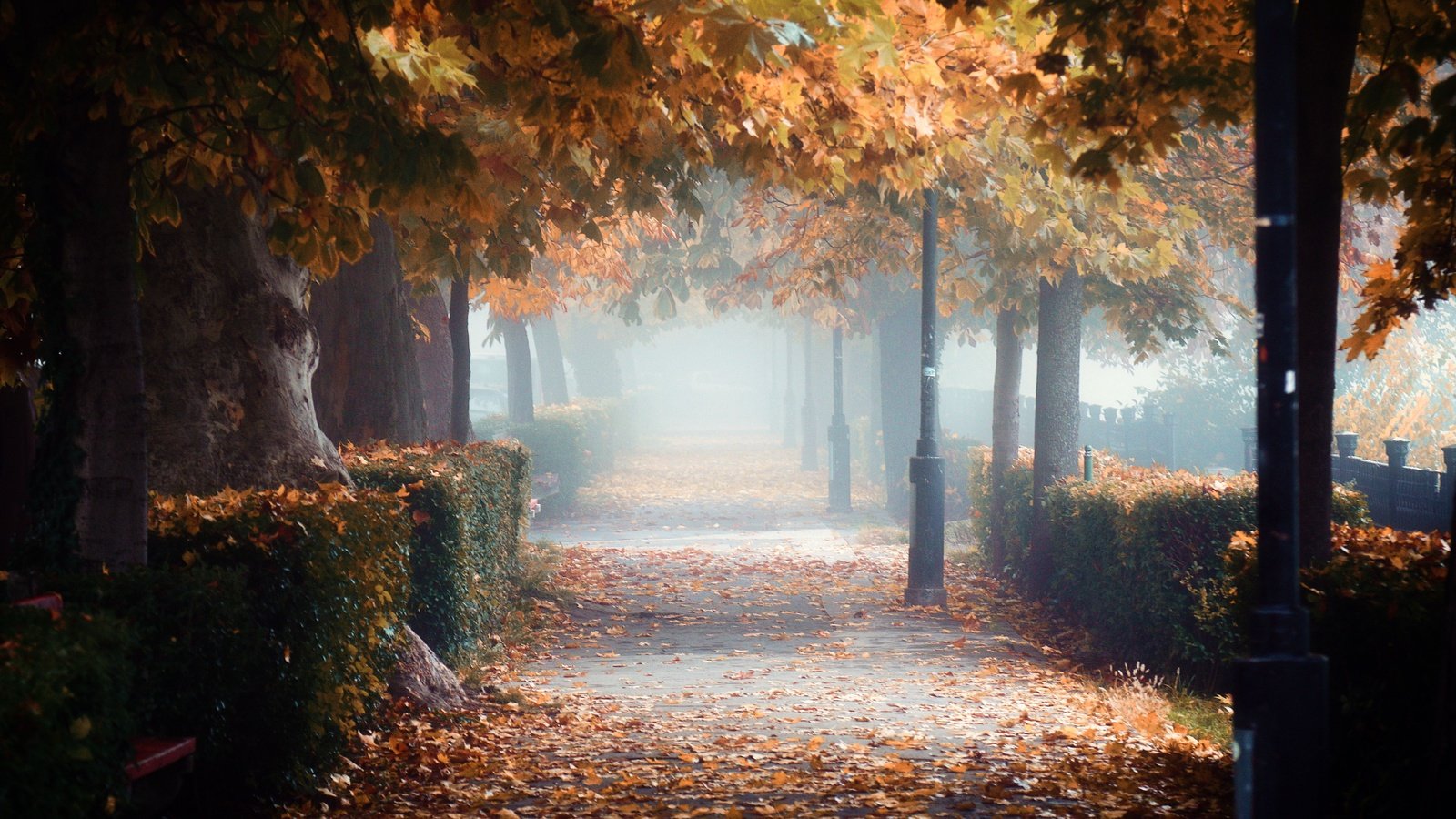 Обои листопад, венгрия, falling leaves, hungary разрешение 5472x3648 Загрузить