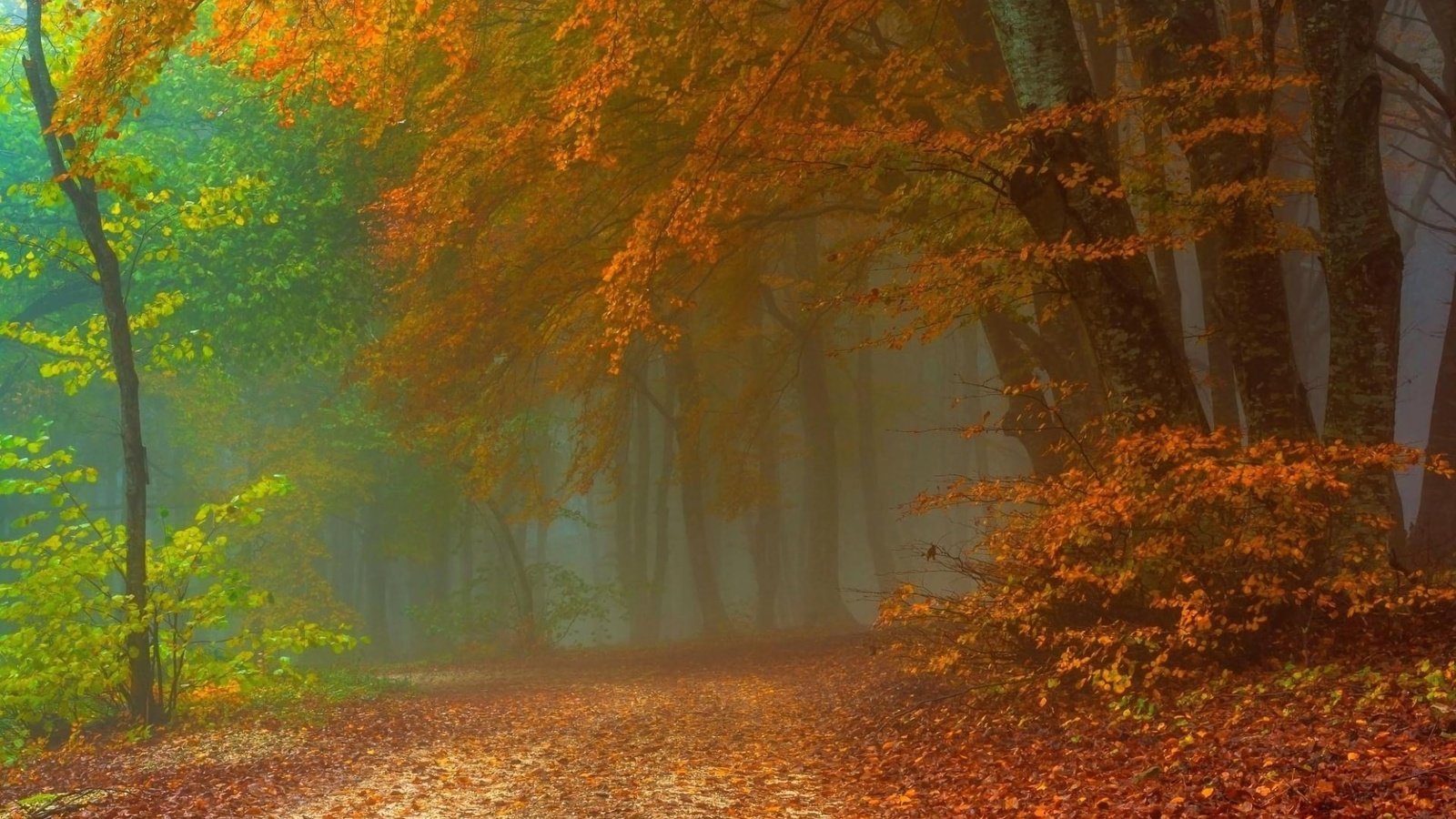 Обои дорога, деревья, природа, лес, туман, осень, road, trees, nature, forest, fog, autumn разрешение 1920x1200 Загрузить