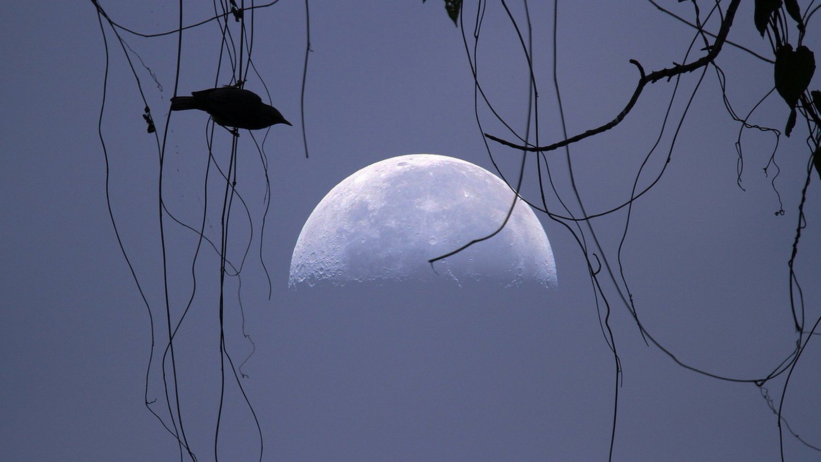 Обои небо, луна, птица, силуэт, the sky, the moon, bird, silhouette разрешение 1920x1080 Загрузить