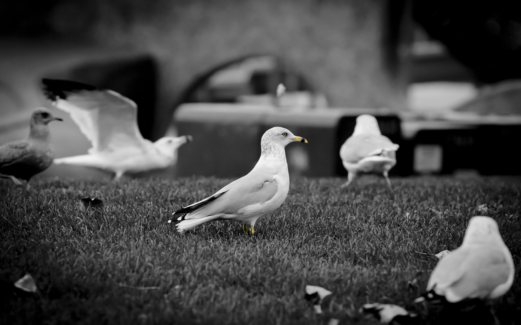 Обои клюв, чб, чайки, beak, bw, seagulls разрешение 2560x1600 Загрузить