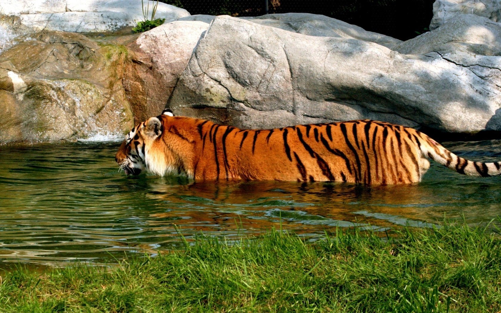 Обои тигр, водоем, купание, tiger, pond, bathing разрешение 1920x1200 Загрузить