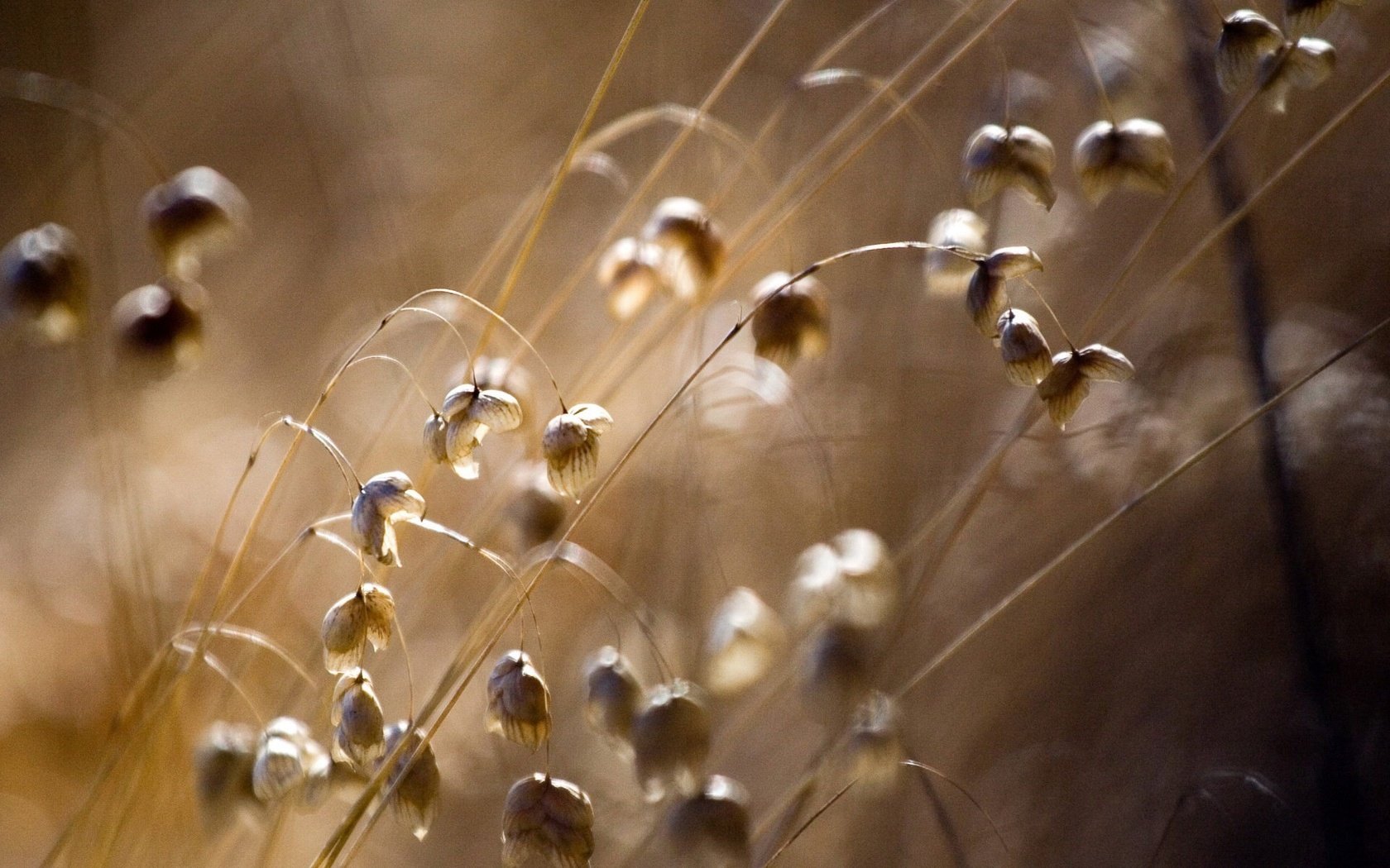 Обои цветы, поле, макросъемка, flowers, field, macro разрешение 1920x1440 Загрузить