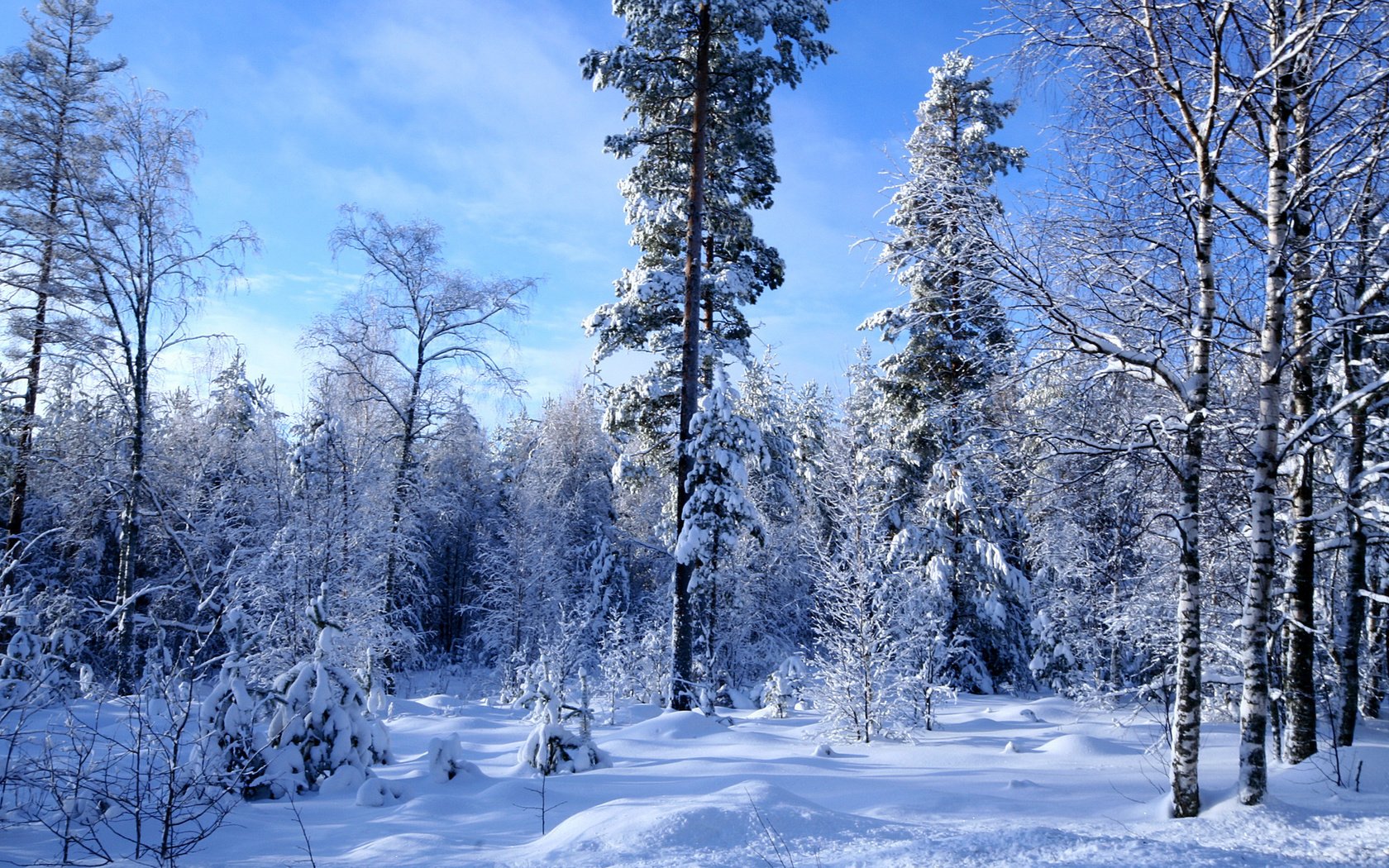 Обои снег, лес, зима, много, snow, forest, winter, a lot разрешение 1920x1200 Загрузить