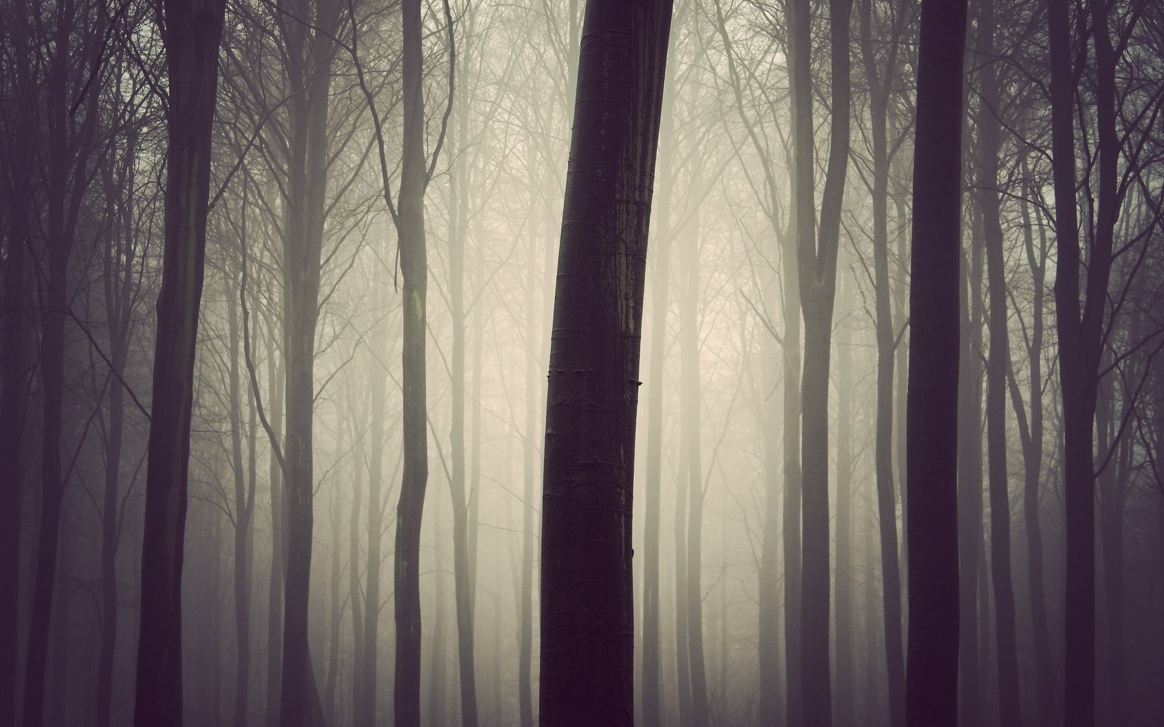 Обои деревья, дерево, лес, туман, стволы, lдерево, trees, tree, forest, fog, trunks разрешение 3000x2000 Загрузить