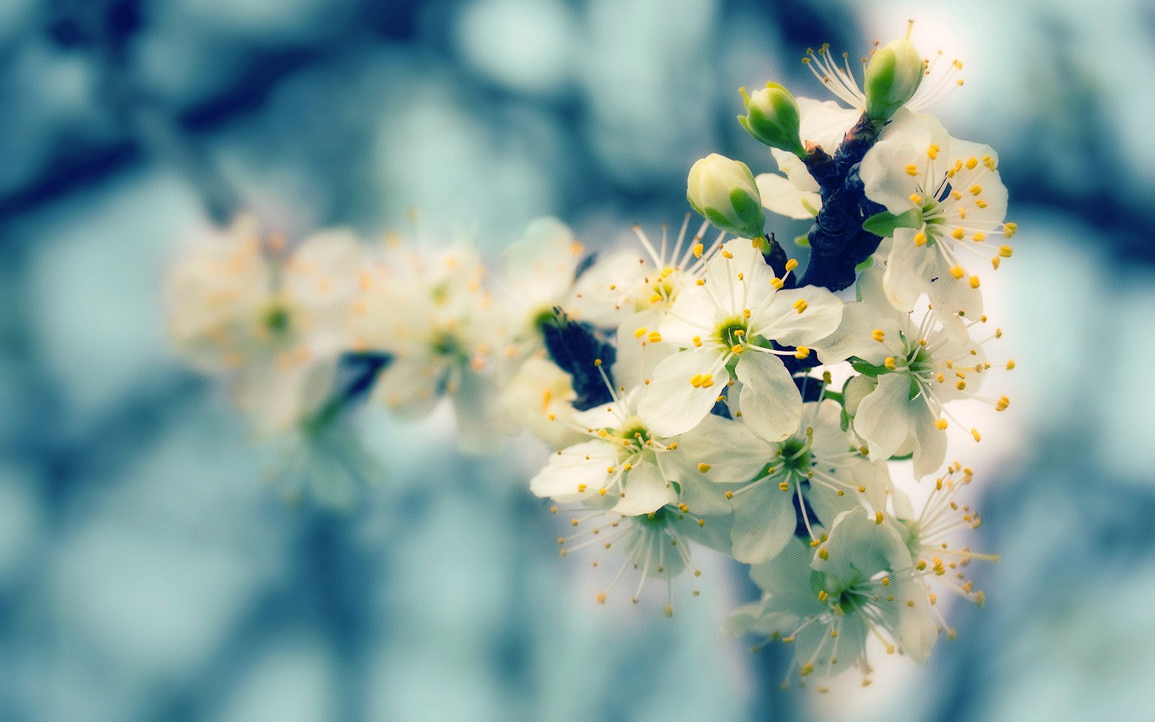 Обои природа, дерево, цветение, размытость, весна, nature, tree, flowering, blur, spring разрешение 1920x1200 Загрузить