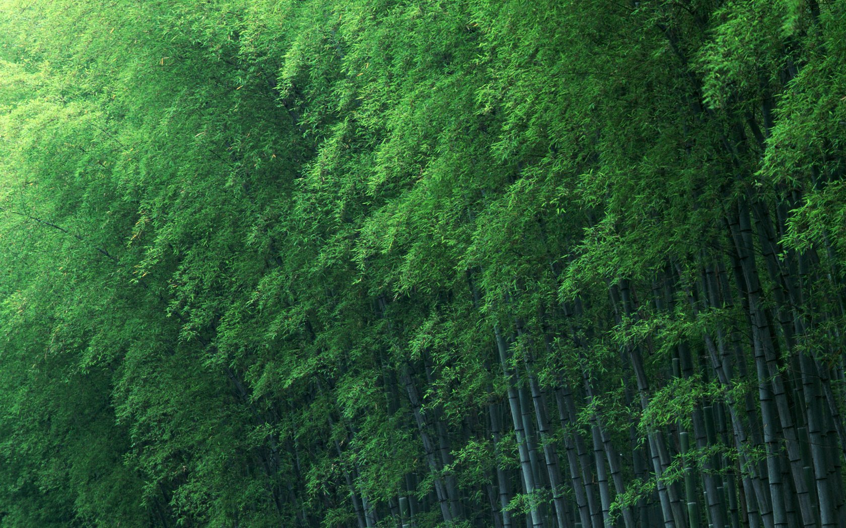 Обои деревья, зелёный, бамбук, trees, green, bamboo разрешение 1920x1200 Загрузить