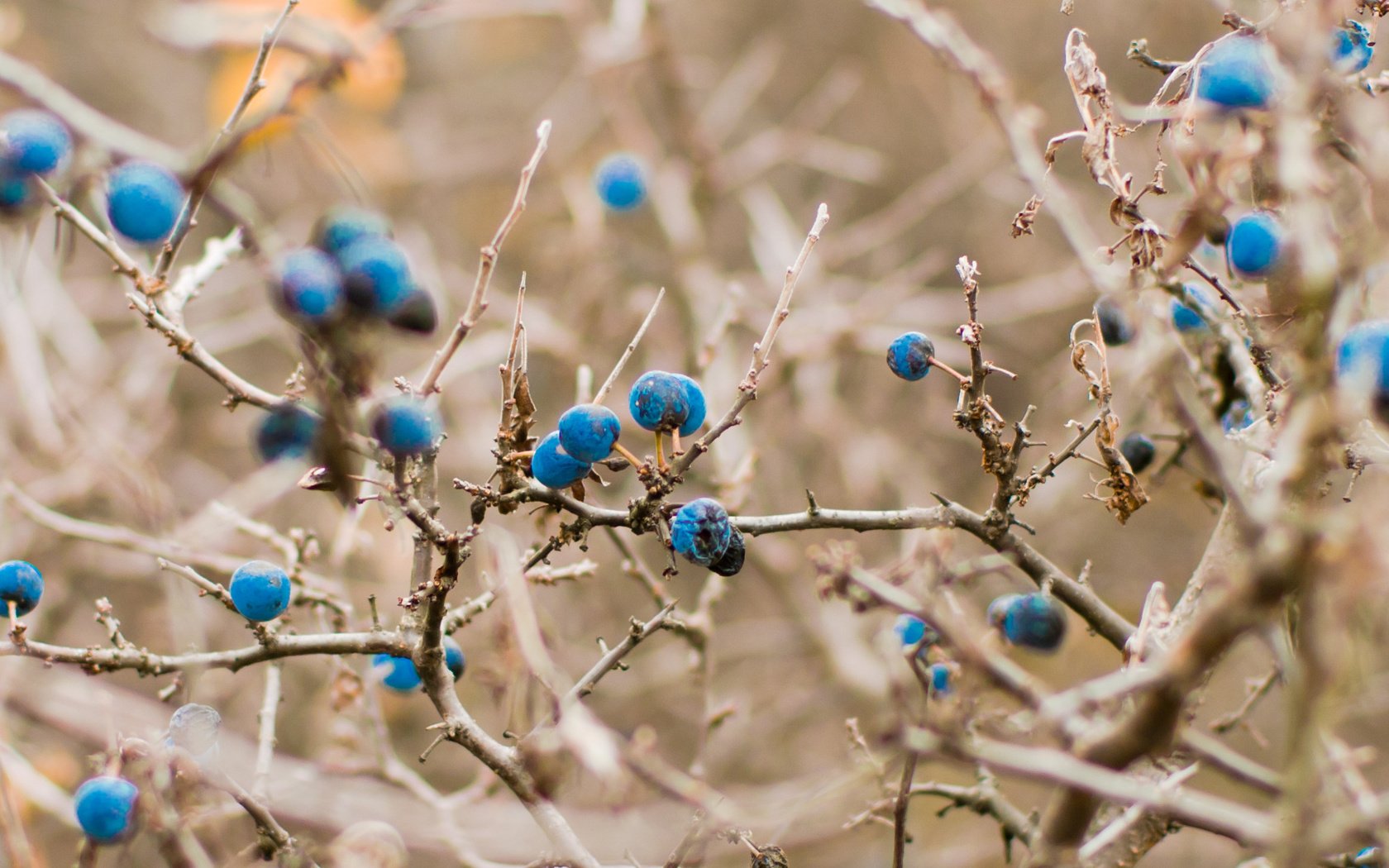 Обои синий, осень, черника, светло, blue, autumn, blueberries, light разрешение 2038x1354 Загрузить