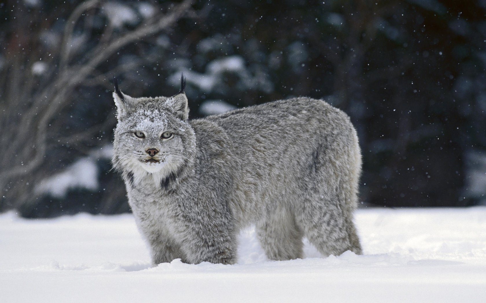 Обои снег, зима, рысь, snow, winter, lynx разрешение 1920x1080 Загрузить