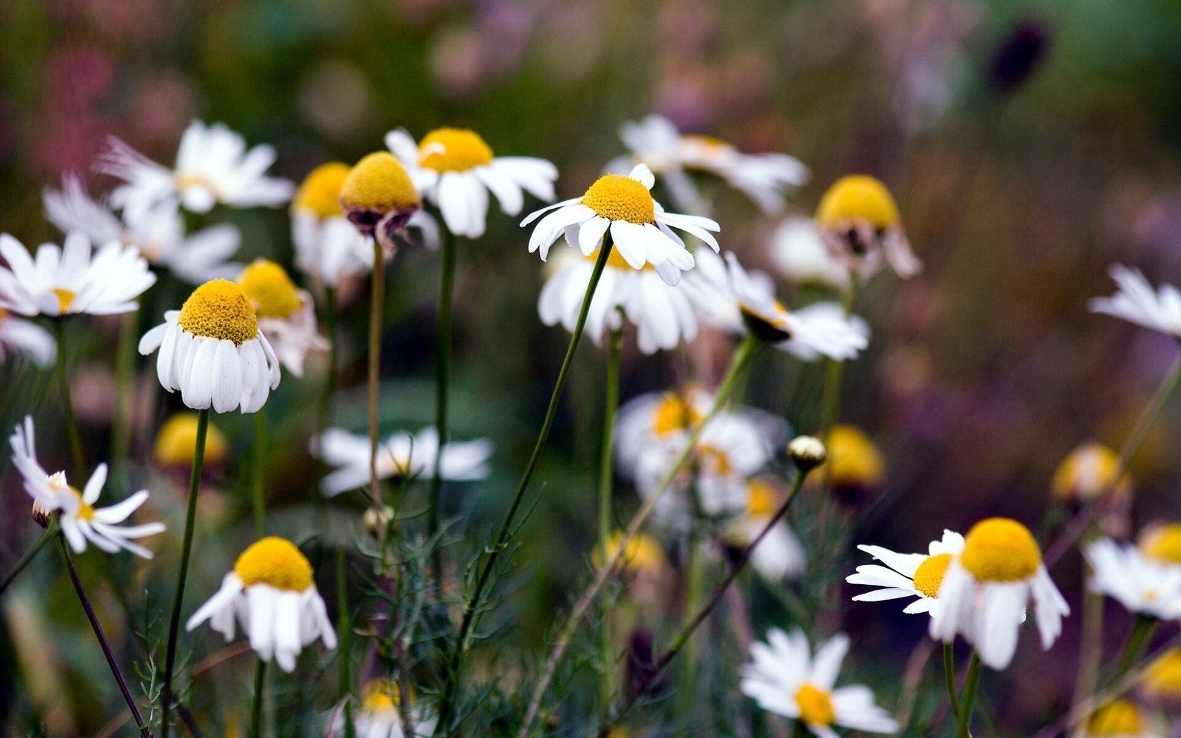 Обои цветы, природа, лето, ромашки, flowers, nature, summer, chamomile разрешение 1920x1200 Загрузить