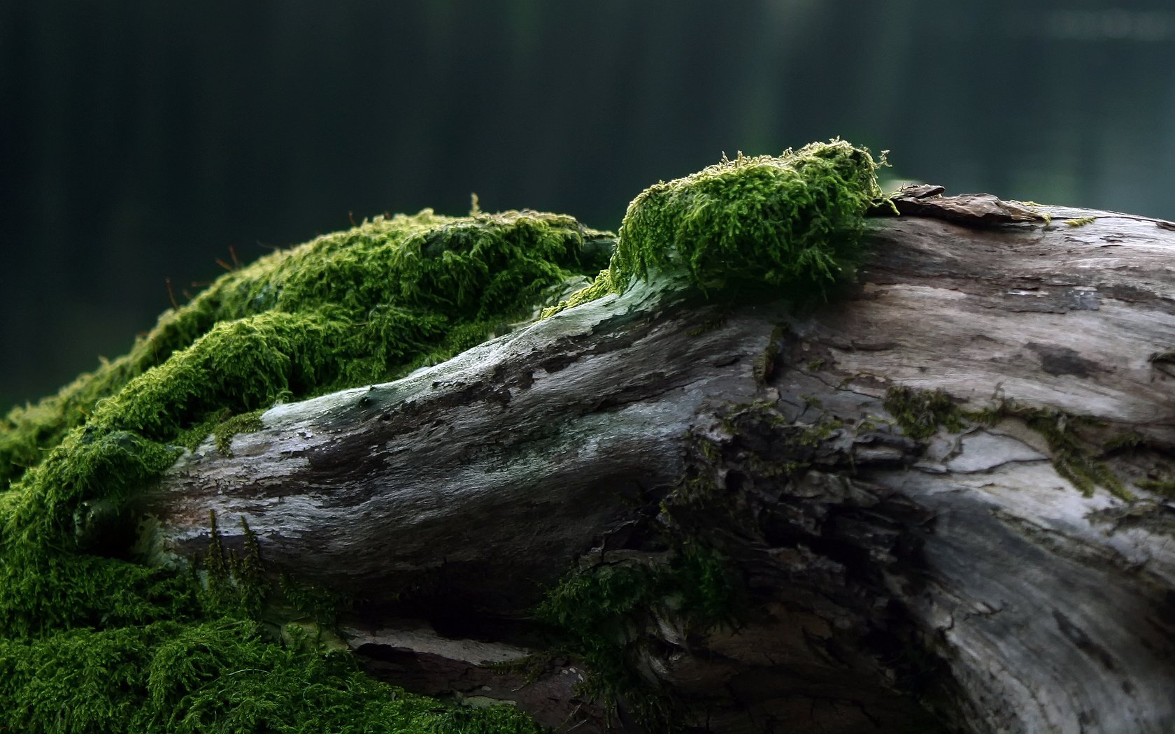 Обои дерево, мох, tree, moss разрешение 2560x1600 Загрузить