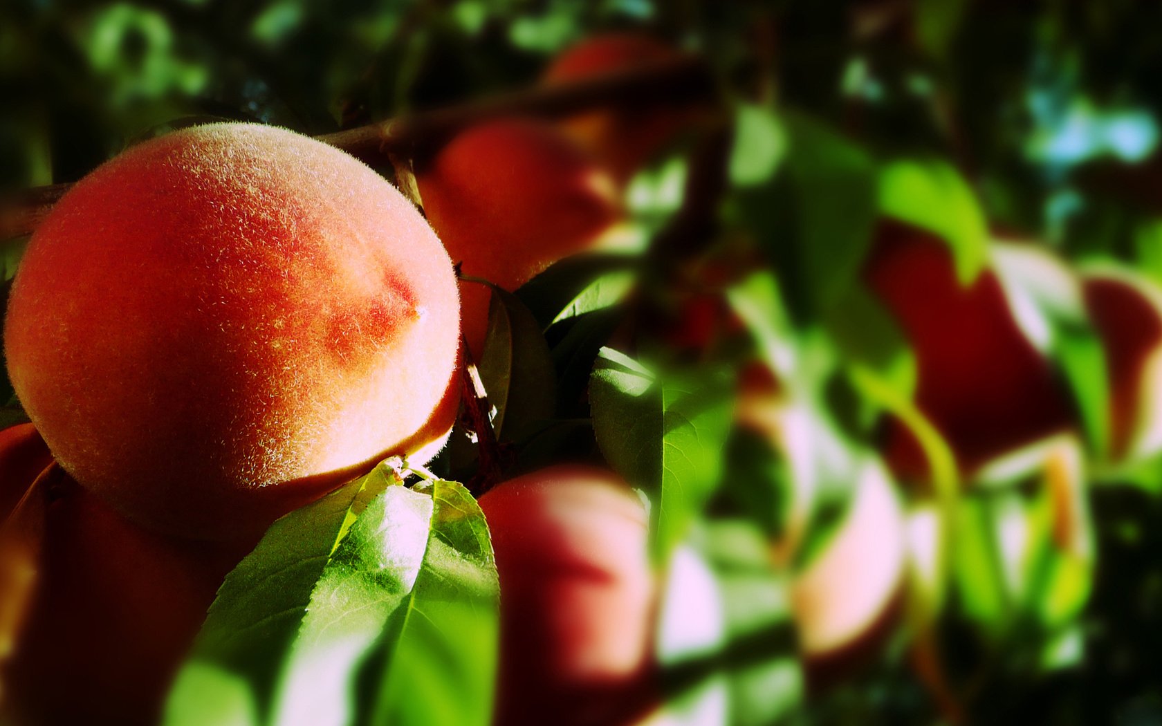 Обои листья, макро, лучи солнца, фрукты, плоды, персики, leaves, macro, the rays of the sun, fruit, peaches разрешение 1920x1080 Загрузить